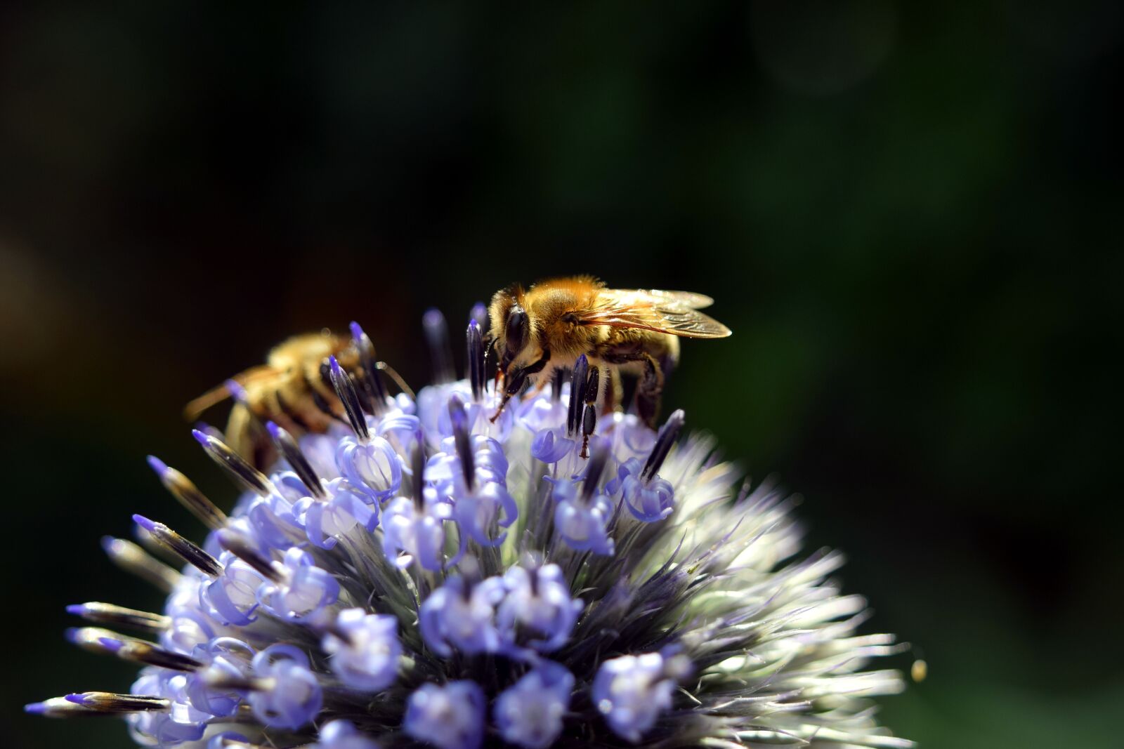 Nikon D5300 sample photo. Macro, diestel, bee photography