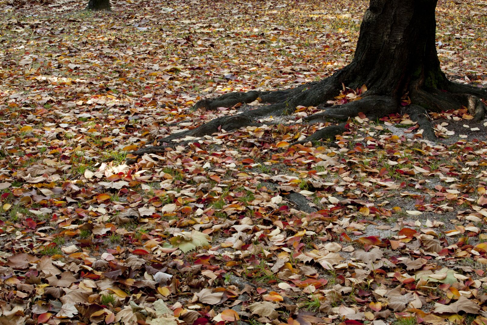 Canon EOS 5D sample photo. Autumn, autumn leaves, maple photography