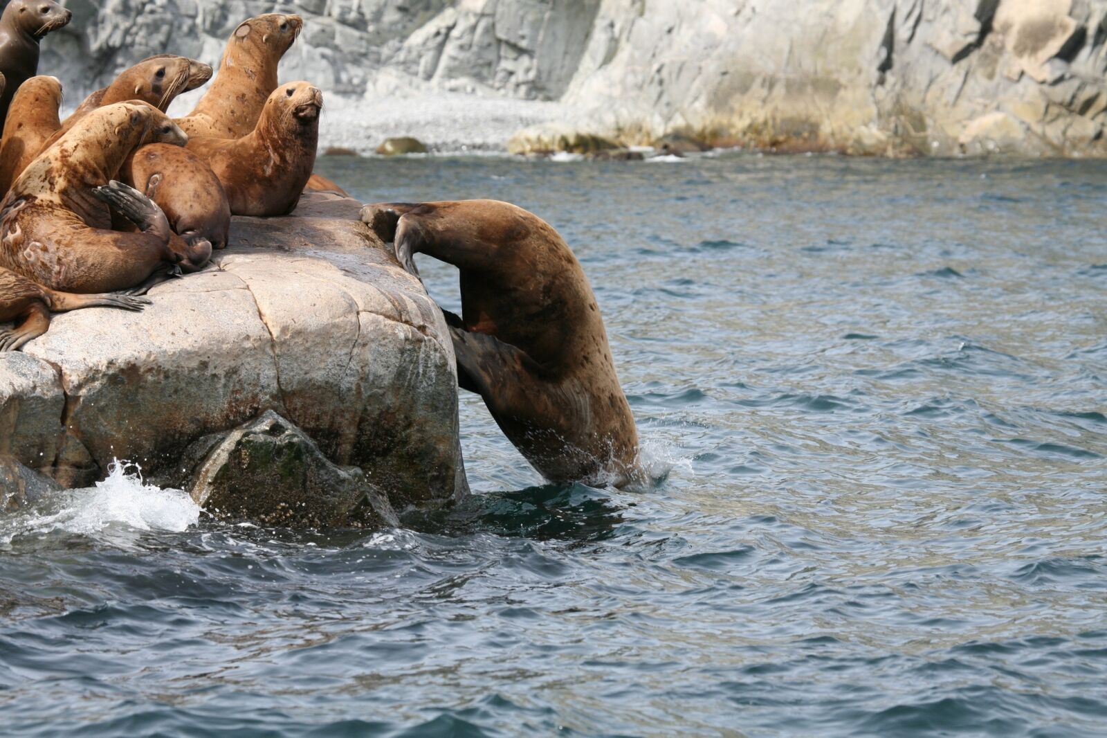 Canon EOS 5D sample photo. Sea lions, rookery, harem photography