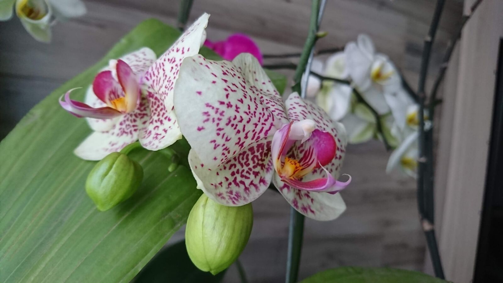 Sony Xperia XZ sample photo. Orquidea, colombia, casa photography