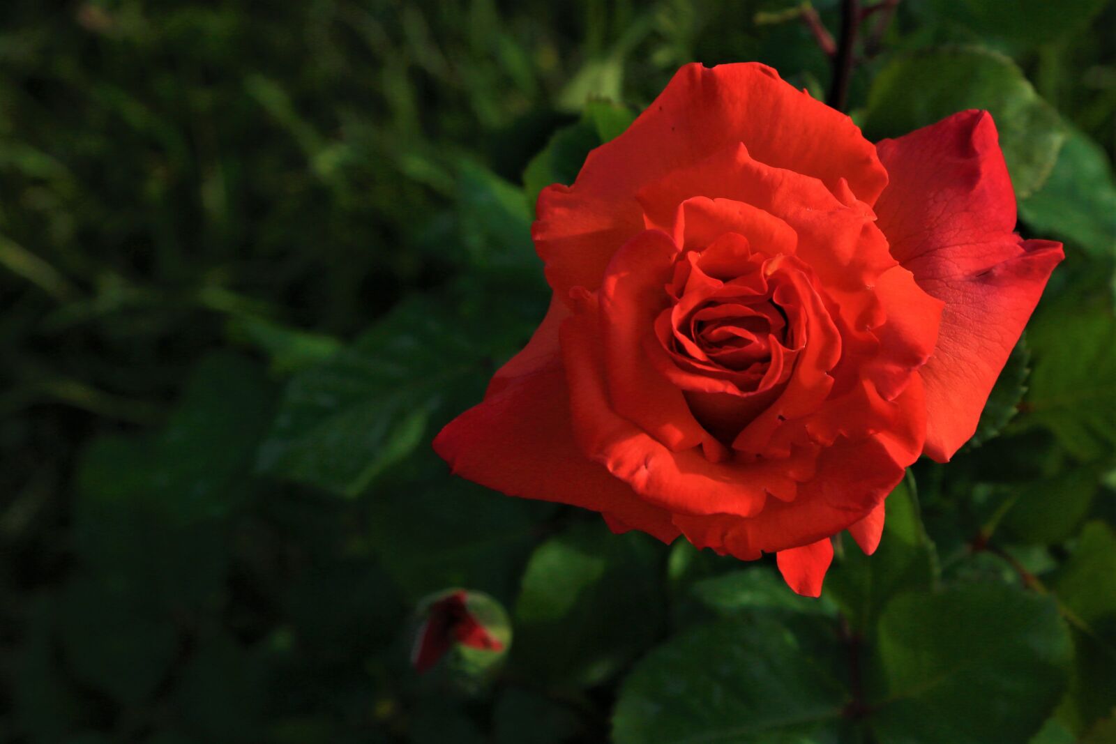 Canon EF 24-105mm F4L IS USM sample photo. Rose, love, red photography