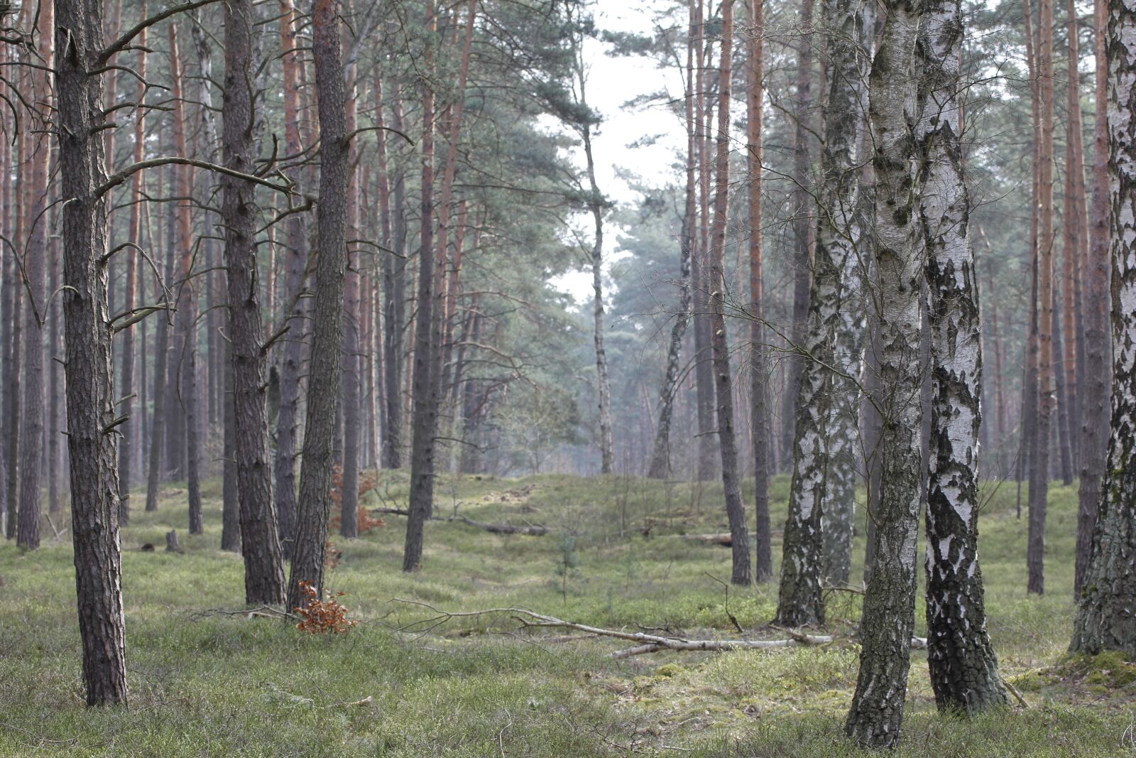 Canon EOS 60D sample photo. Forest, nature, spring photography