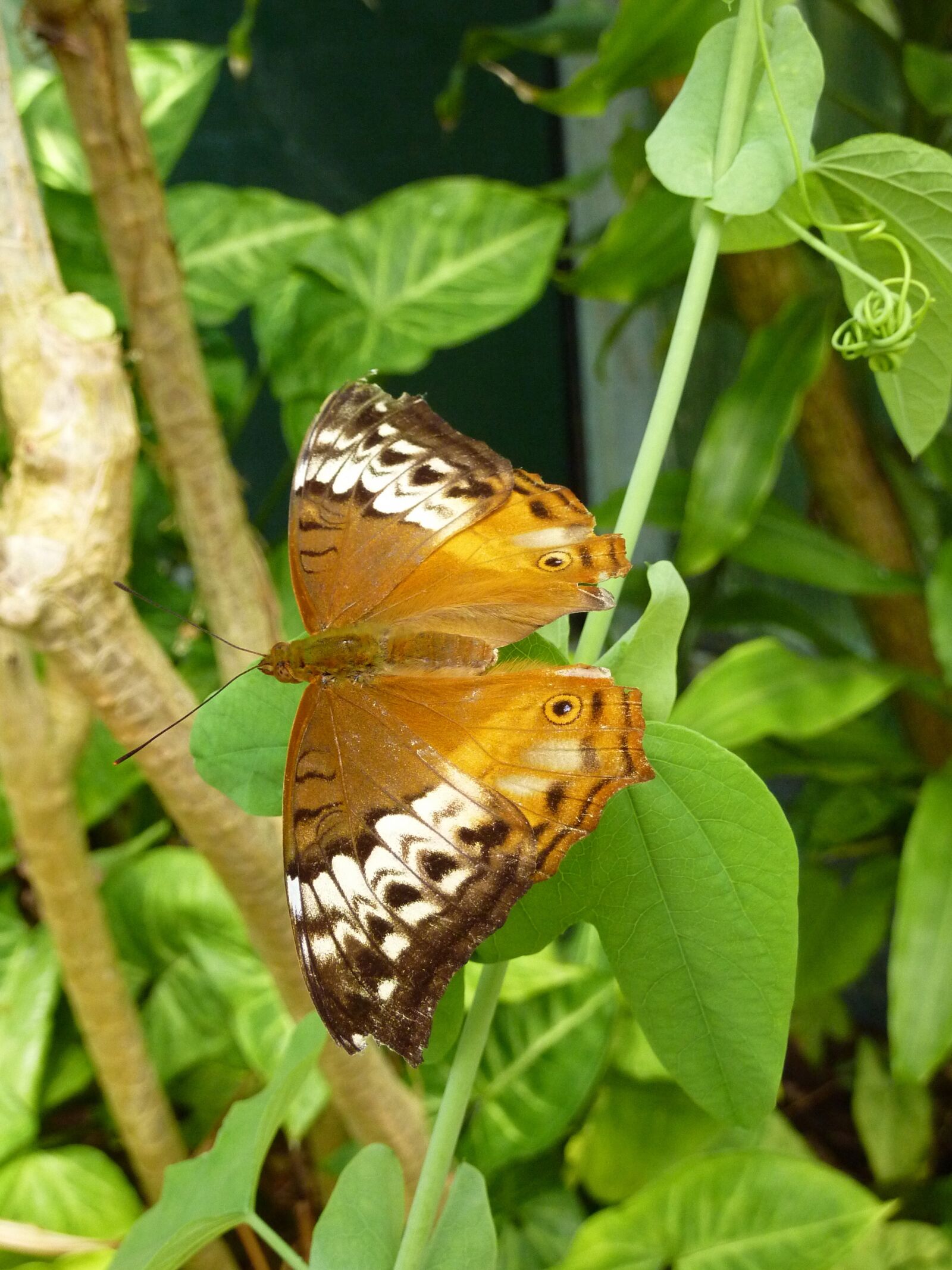 Panasonic DMC-TZ7 sample photo. Butterfly, insects, nature photography