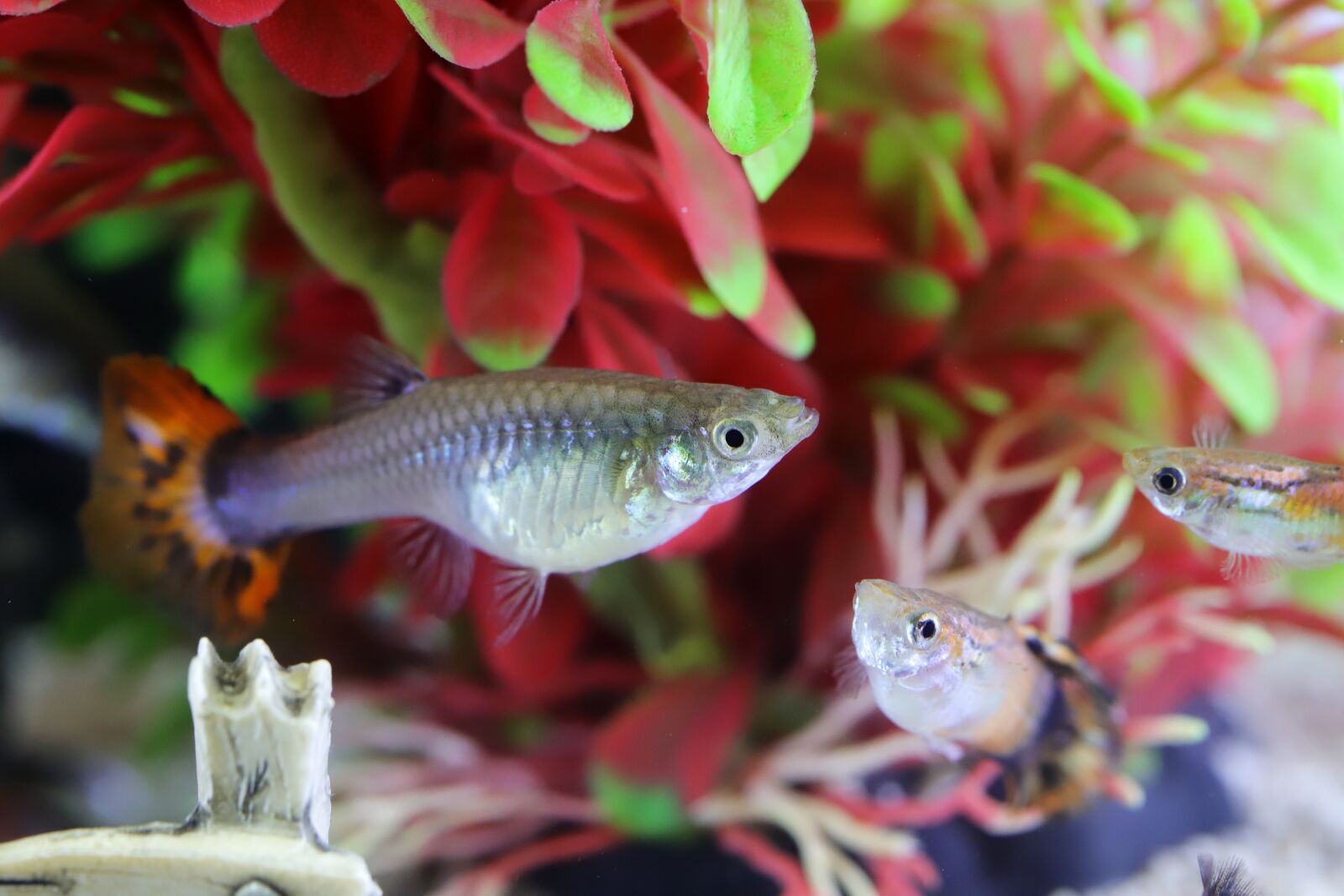 Canon EOS 6D Mark II sample photo. Goofy, tropical fish, fish photography
