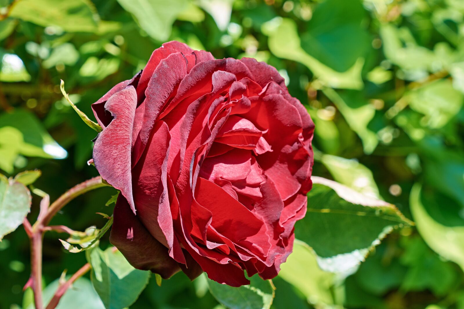 Nikon D7200 sample photo. Rosa, flower, spring photography