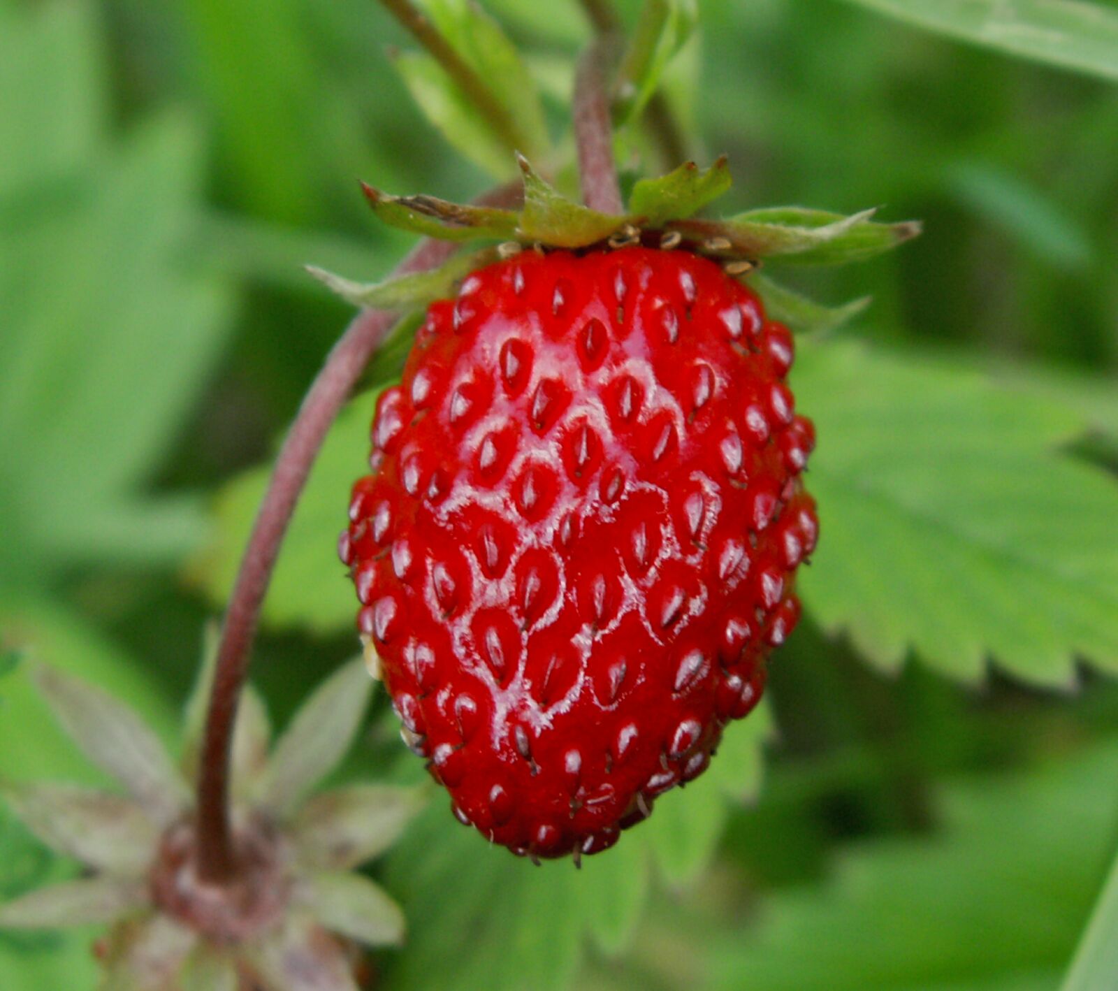 KONICA MINOLTA DiMAGE Z5 sample photo. Fruit, nature, fragaria vesca photography