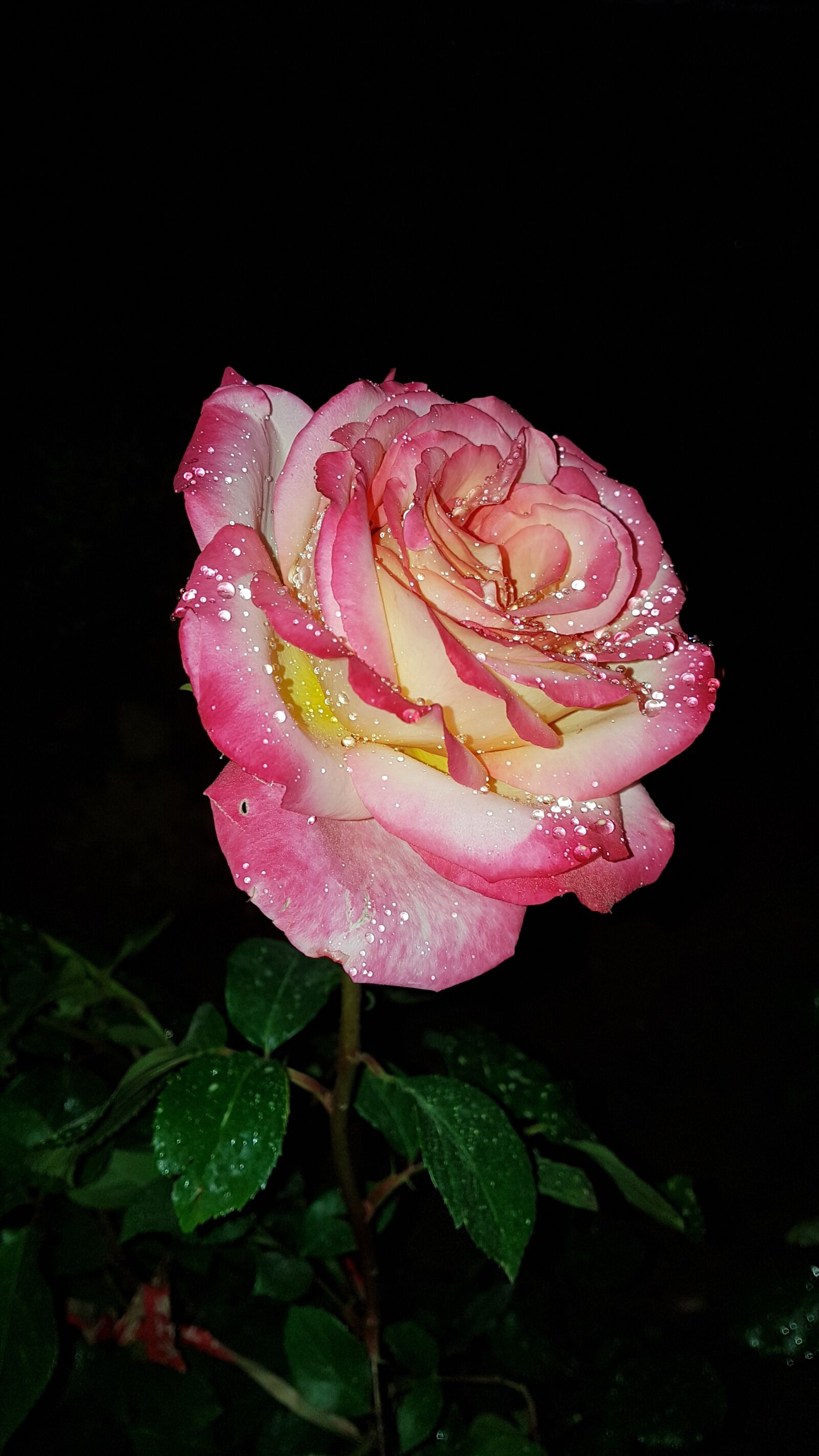 Samsung Galaxy S7 Edge sample photo. Rose photography