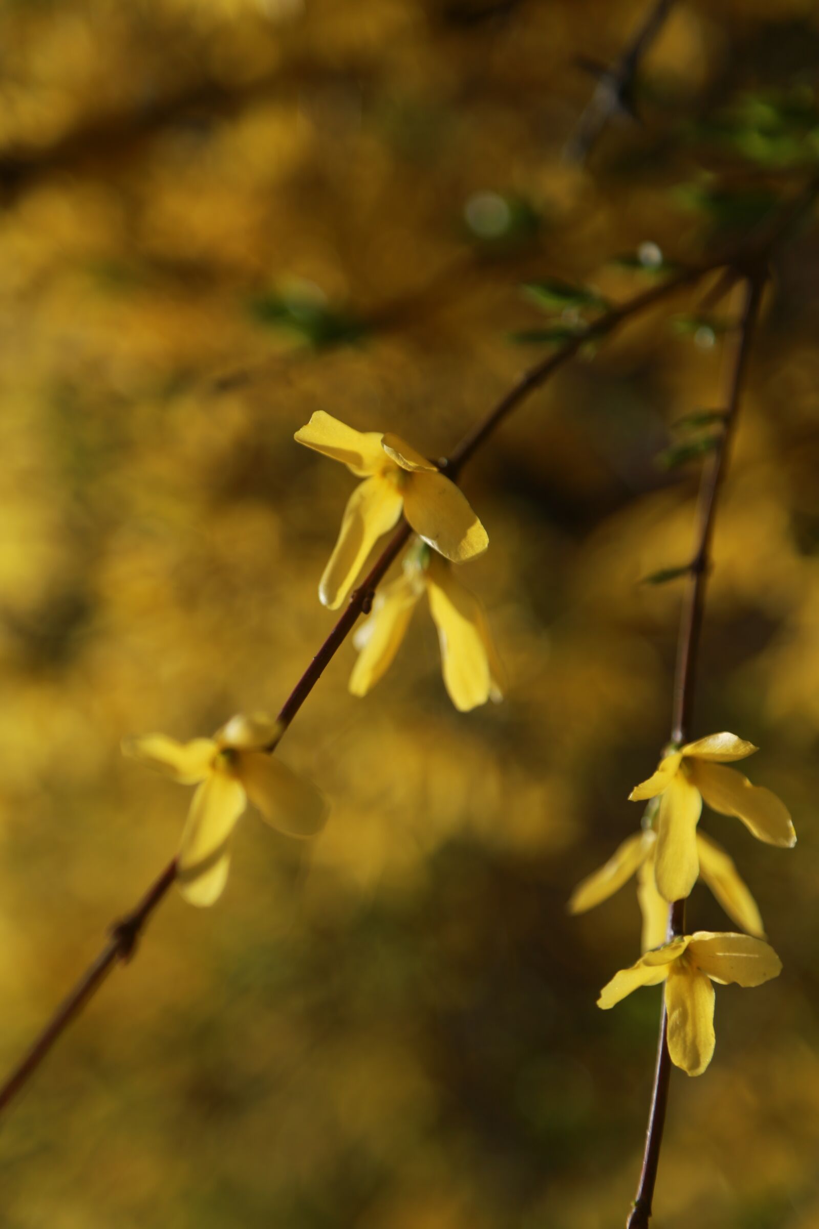 Canon EOS 6D + Canon EF 24-105mm F4L IS USM sample photo. Forsythia, flowers, spring photography