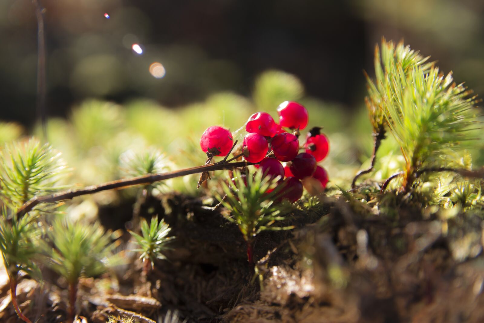 Canon EOS 700D (EOS Rebel T5i / EOS Kiss X7i) sample photo. Fruit, nature, forest photography