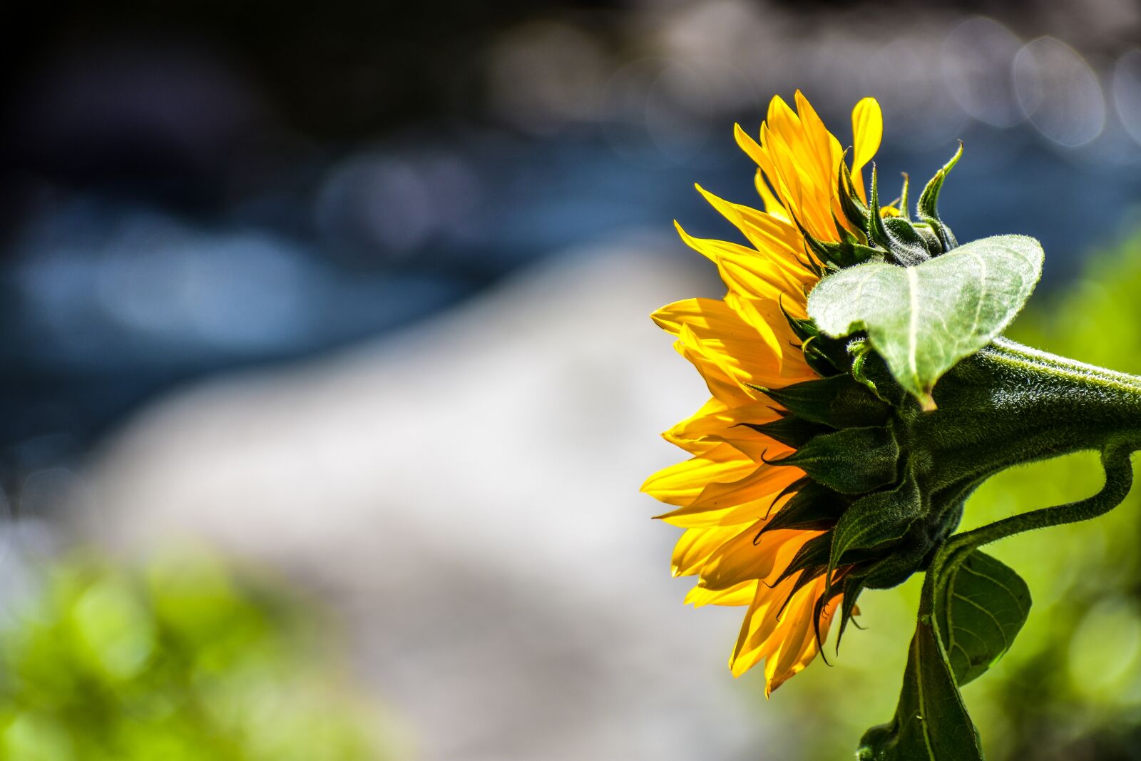 Nikon D3400 sample photo. Sunflower, flower, yellow photography