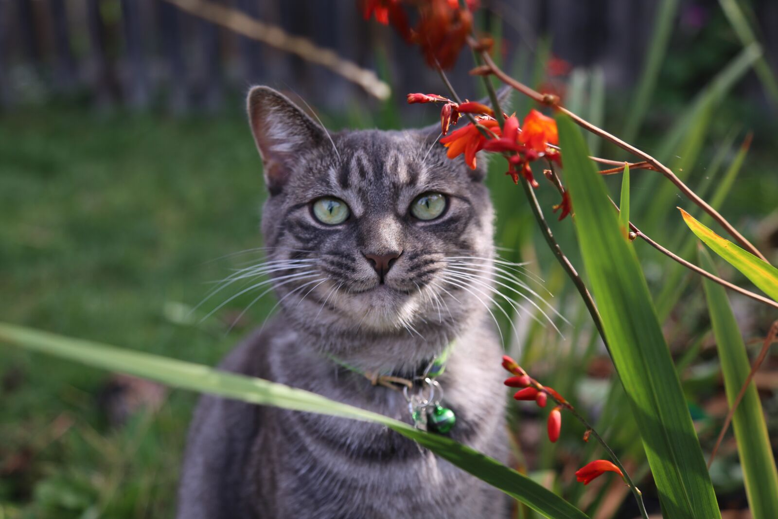 Canon EOS 5D Mark III + Canon EF 24-105mm F4L IS USM sample photo. Cat, smile, pet photography