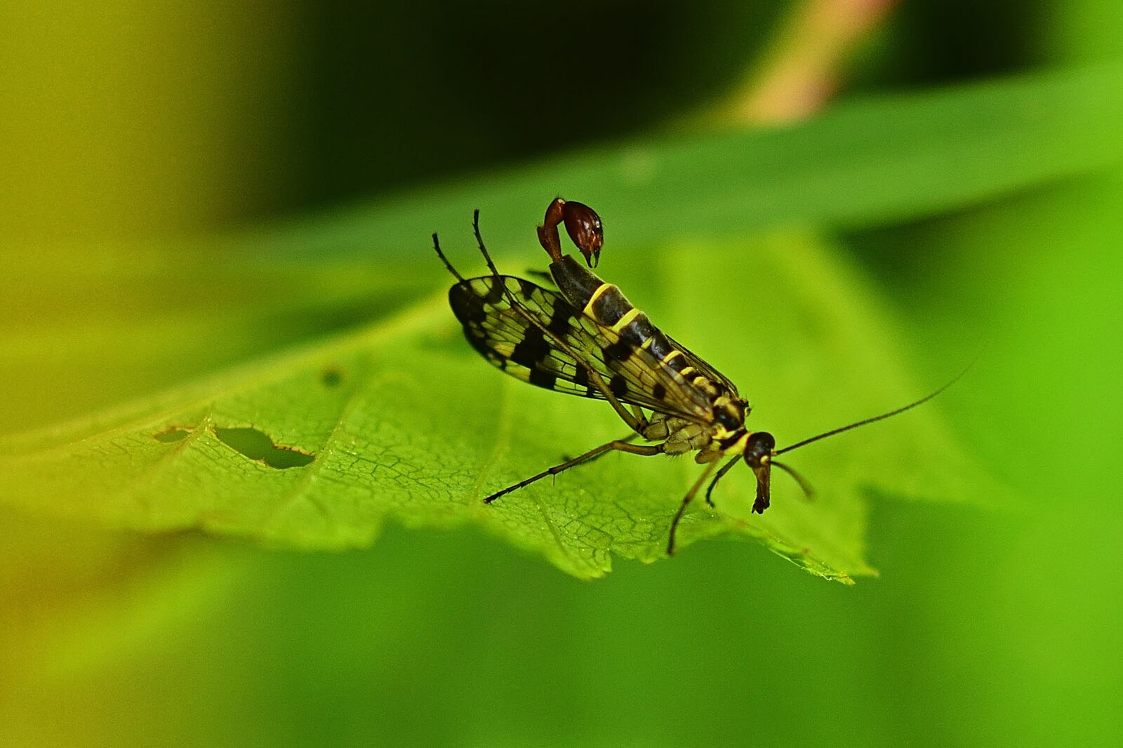 Nikon D5200 sample photo. Insect, communis, fly photography