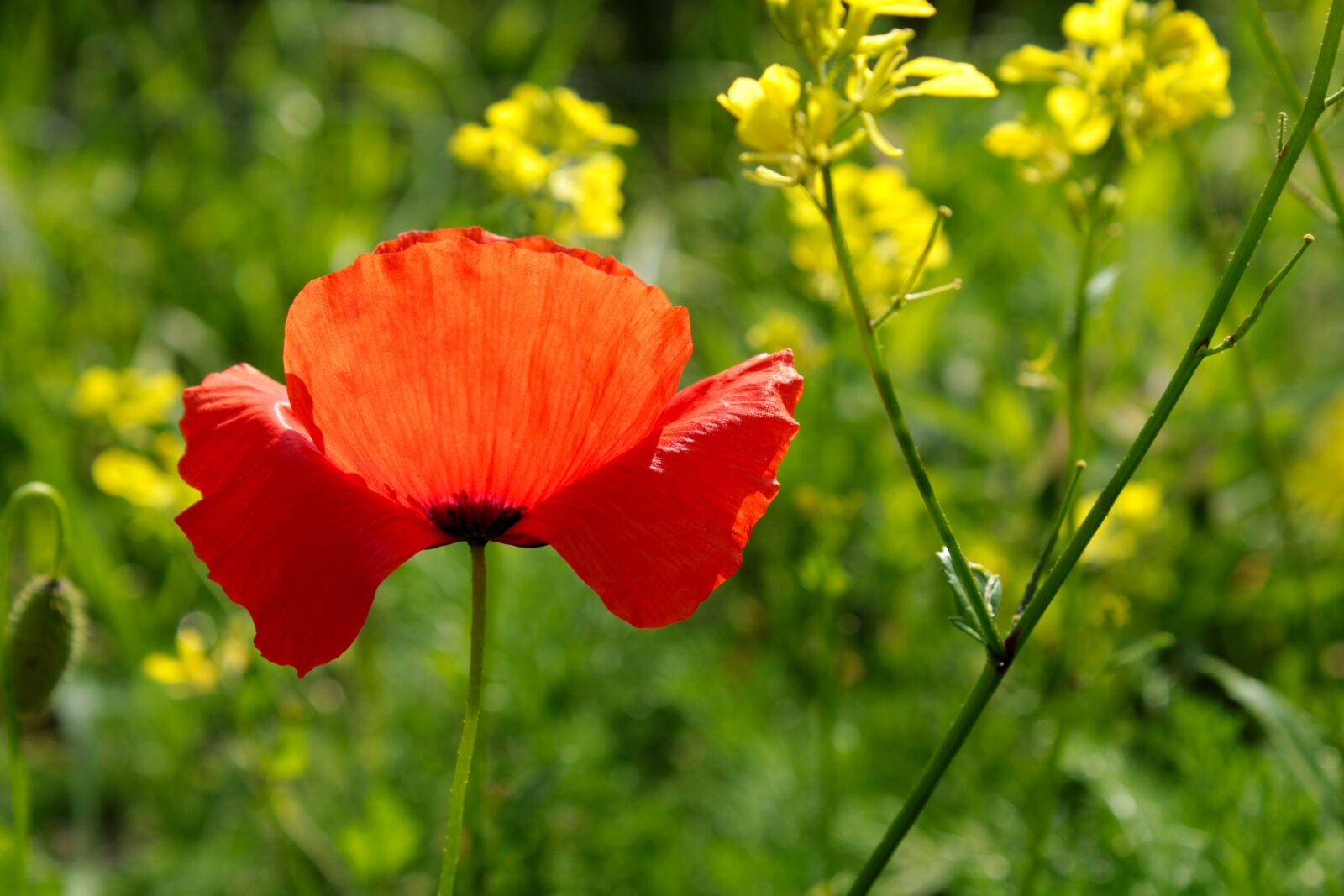 Canon EOS 2000D (EOS Rebel T7 / EOS Kiss X90 / EOS 1500D) sample photo. Red, red poppy, poppy photography