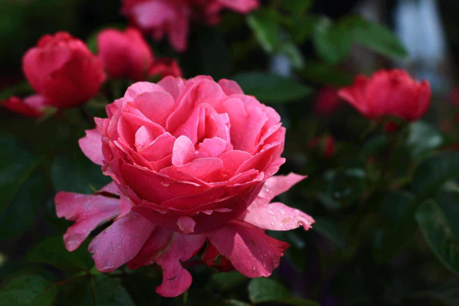 Canon EOS 700D (EOS Rebel T5i / EOS Kiss X7i) sample photo. Rose, summer, romance photography