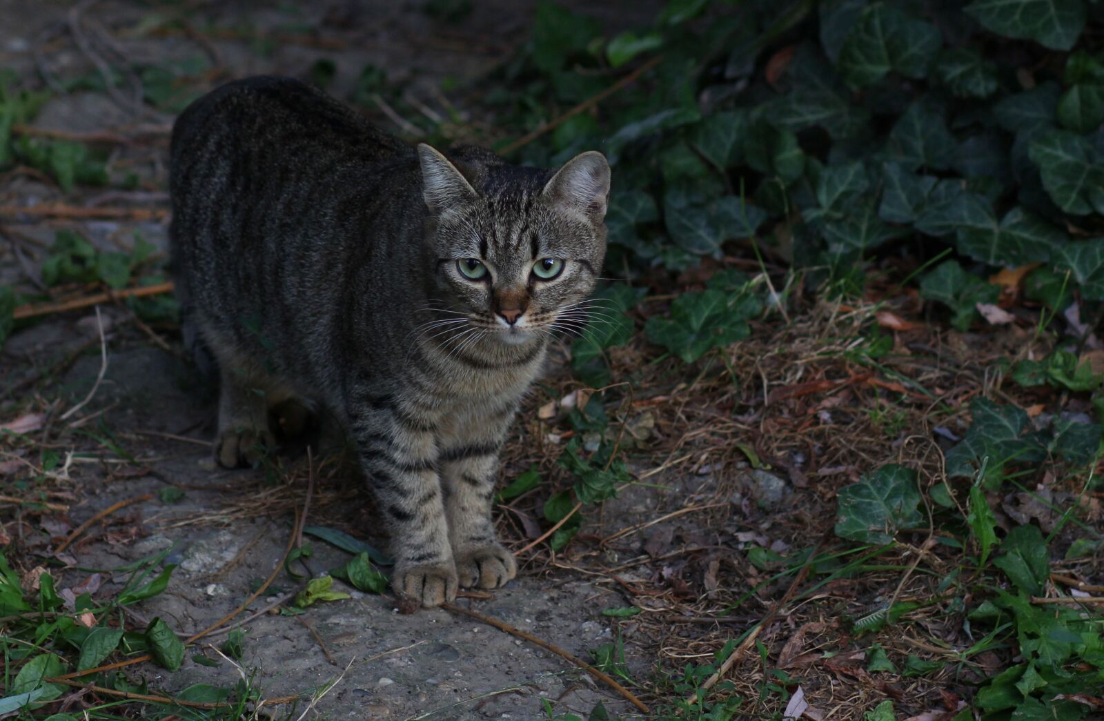 Canon EOS 700D (EOS Rebel T5i / EOS Kiss X7i) + Canon EF 85mm F1.8 USM sample photo. Cat, stripes, gray photography