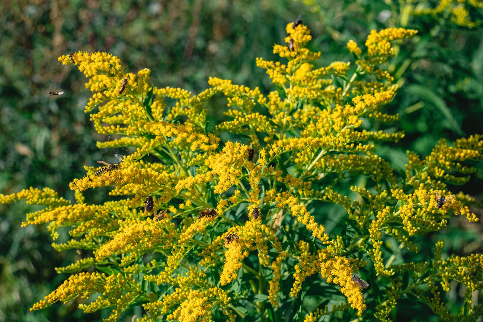 Canon EOS 77D (EOS 9000D / EOS 770D) sample photo. Flowers, flower, yellow photography
