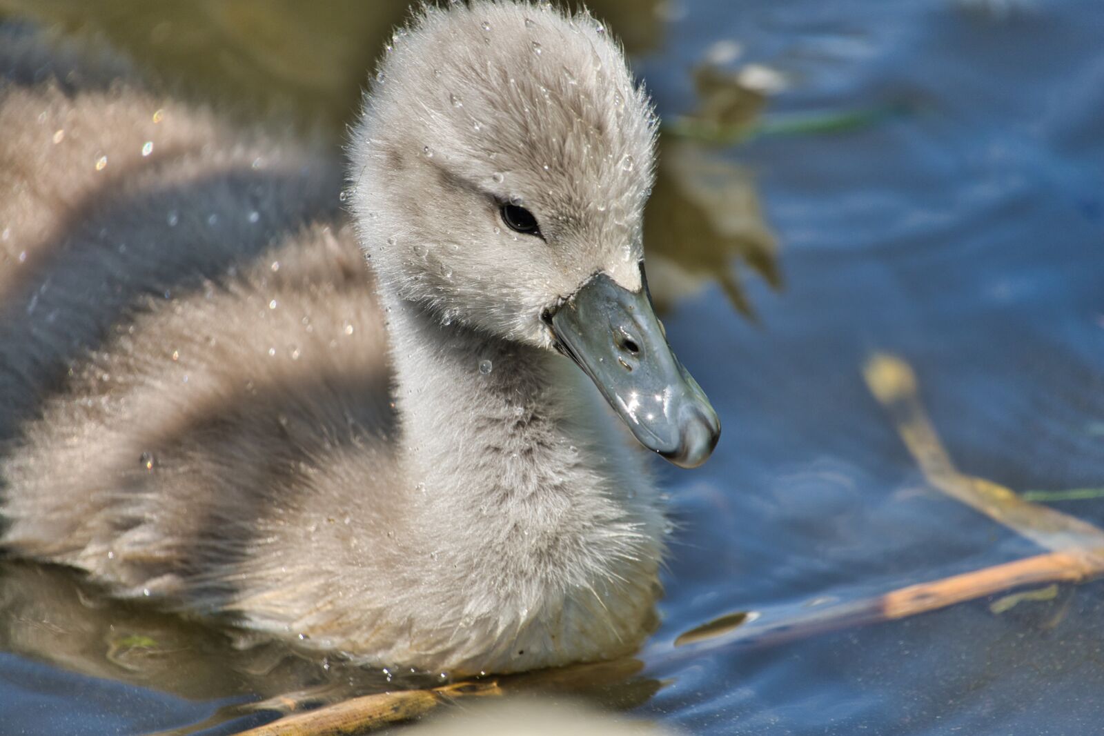 Sony a6600 sample photo. Swan, young, baby photography