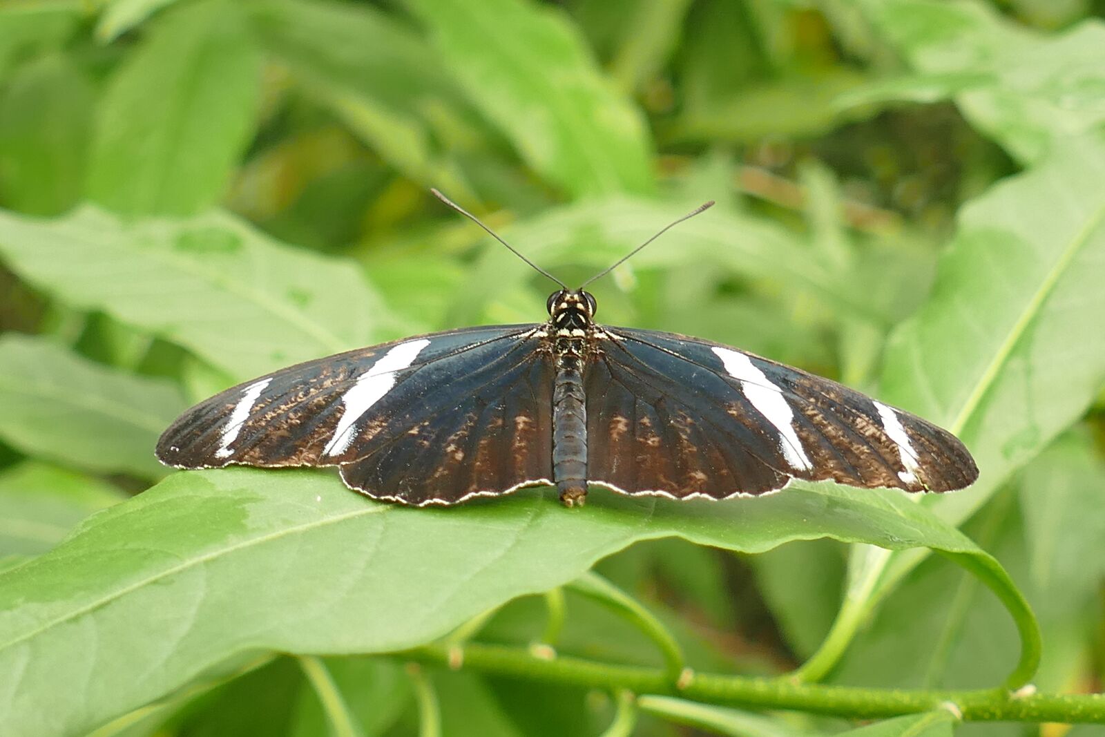 Panasonic Lumix DMC-FZ1000 sample photo. Butterfly, brown-white-black, insect photography