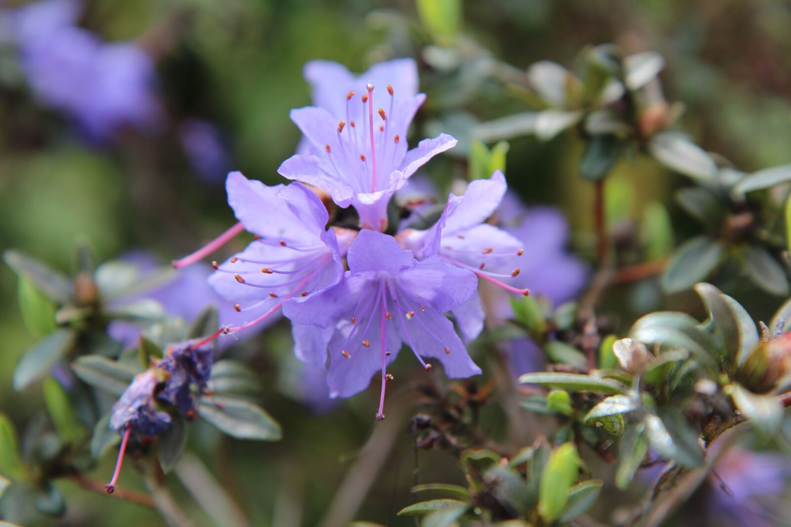 Canon EOS 600D (Rebel EOS T3i / EOS Kiss X5) sample photo. Azalea, azalea garden, azalea photography