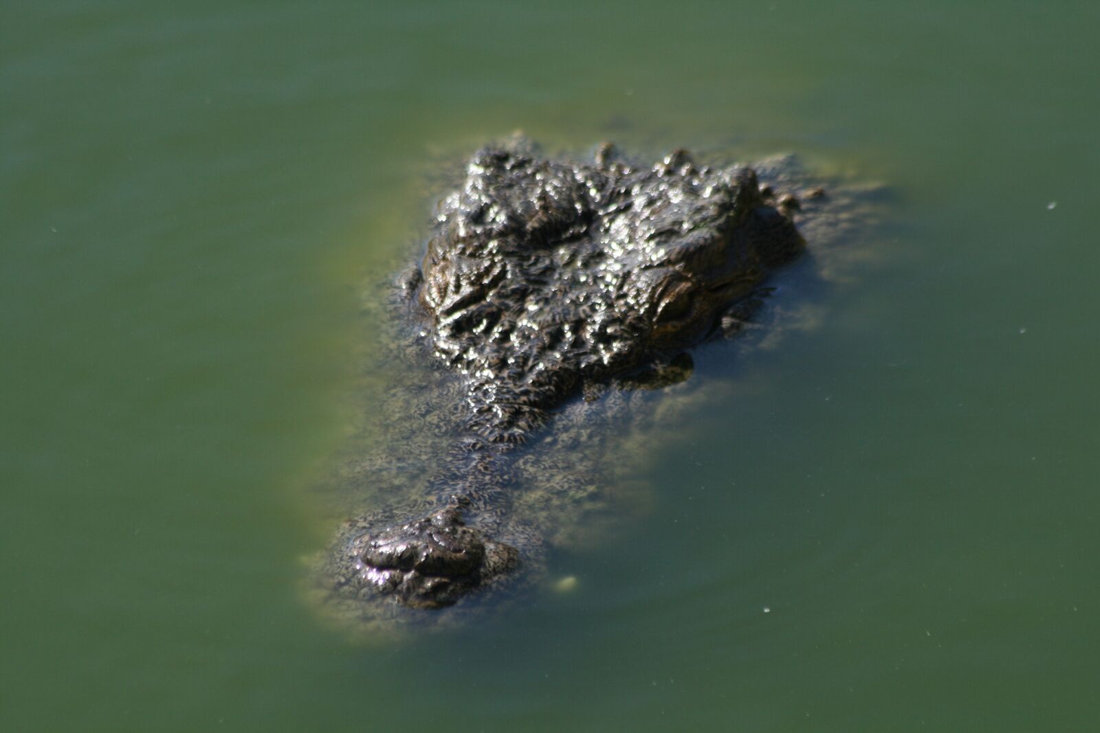 Canon EOS 400D (EOS Digital Rebel XTi / EOS Kiss Digital X) sample photo. Crocodile, reptile, animal photography