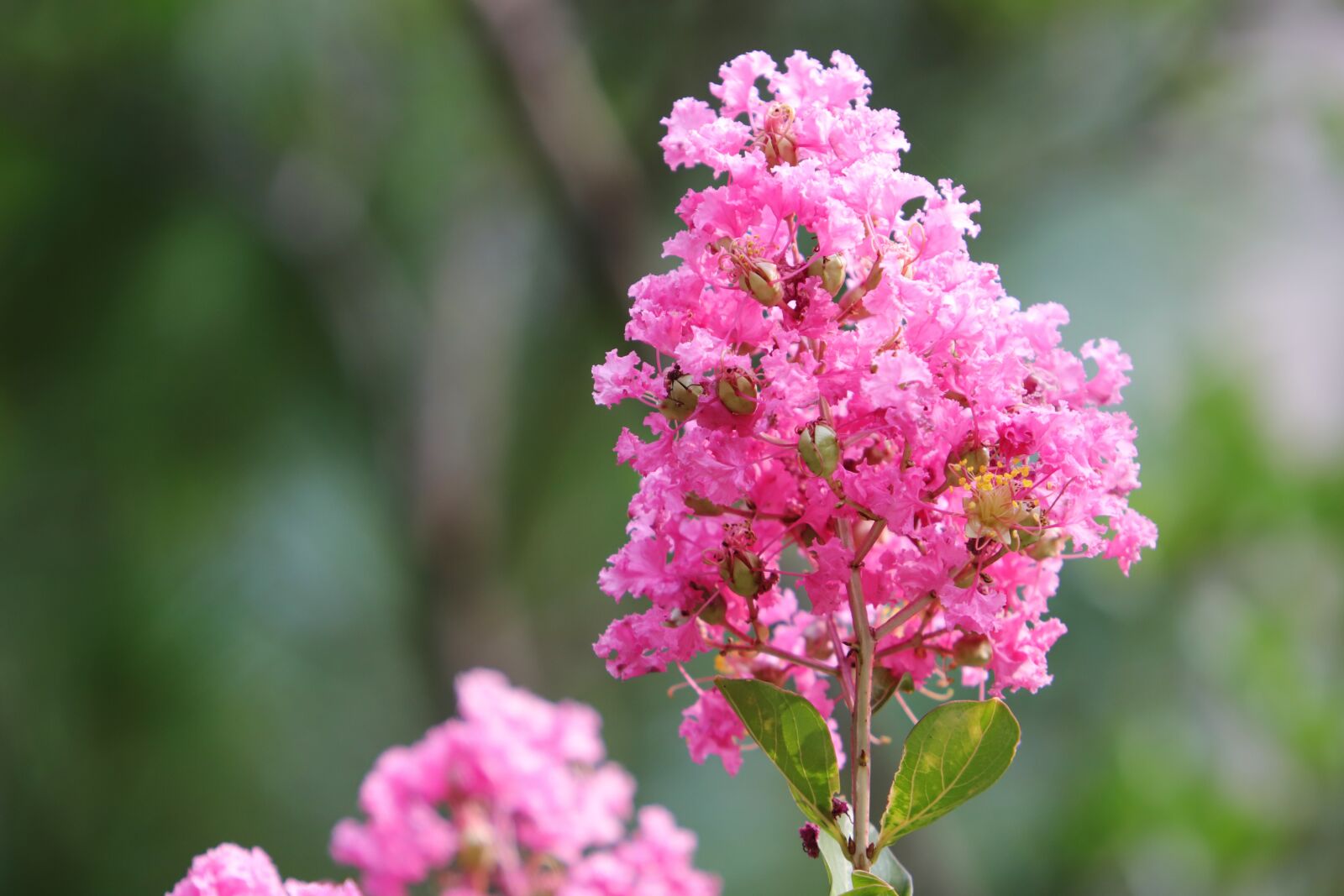 Canon EOS 6D Mark II sample photo. Summer flowers, lagerstroemia indica photography