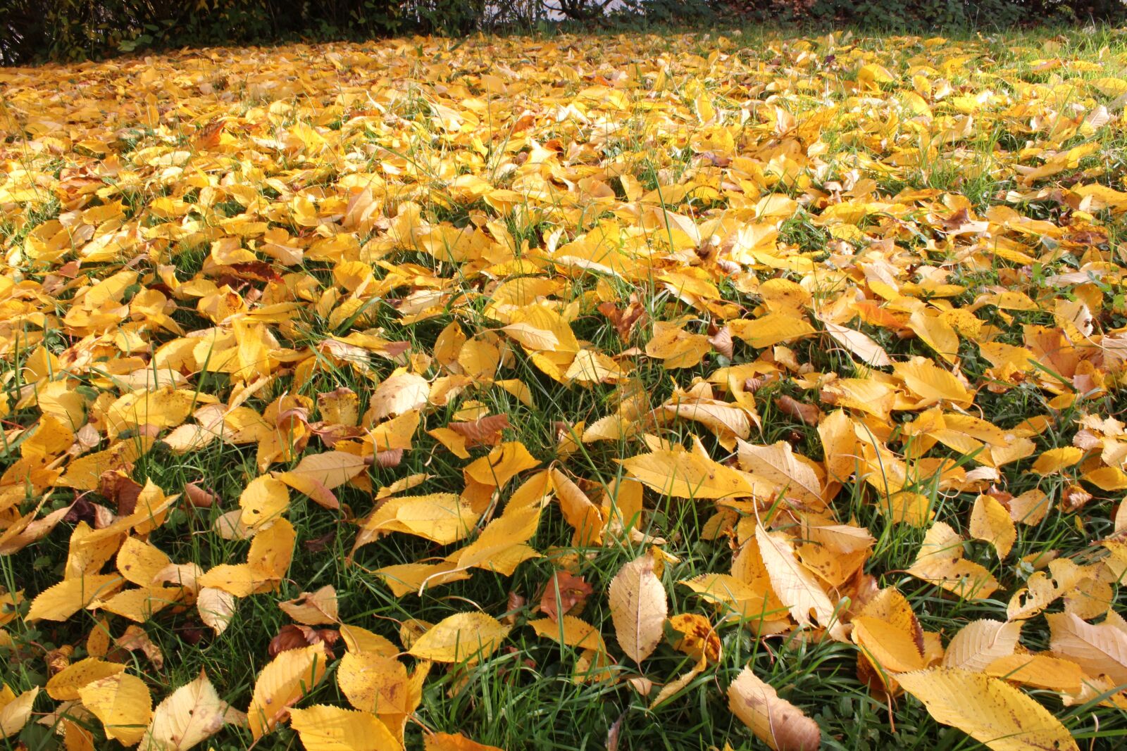 Canon EOS 550D (EOS Rebel T2i / EOS Kiss X4) sample photo. Leaves, autumn, fall color photography