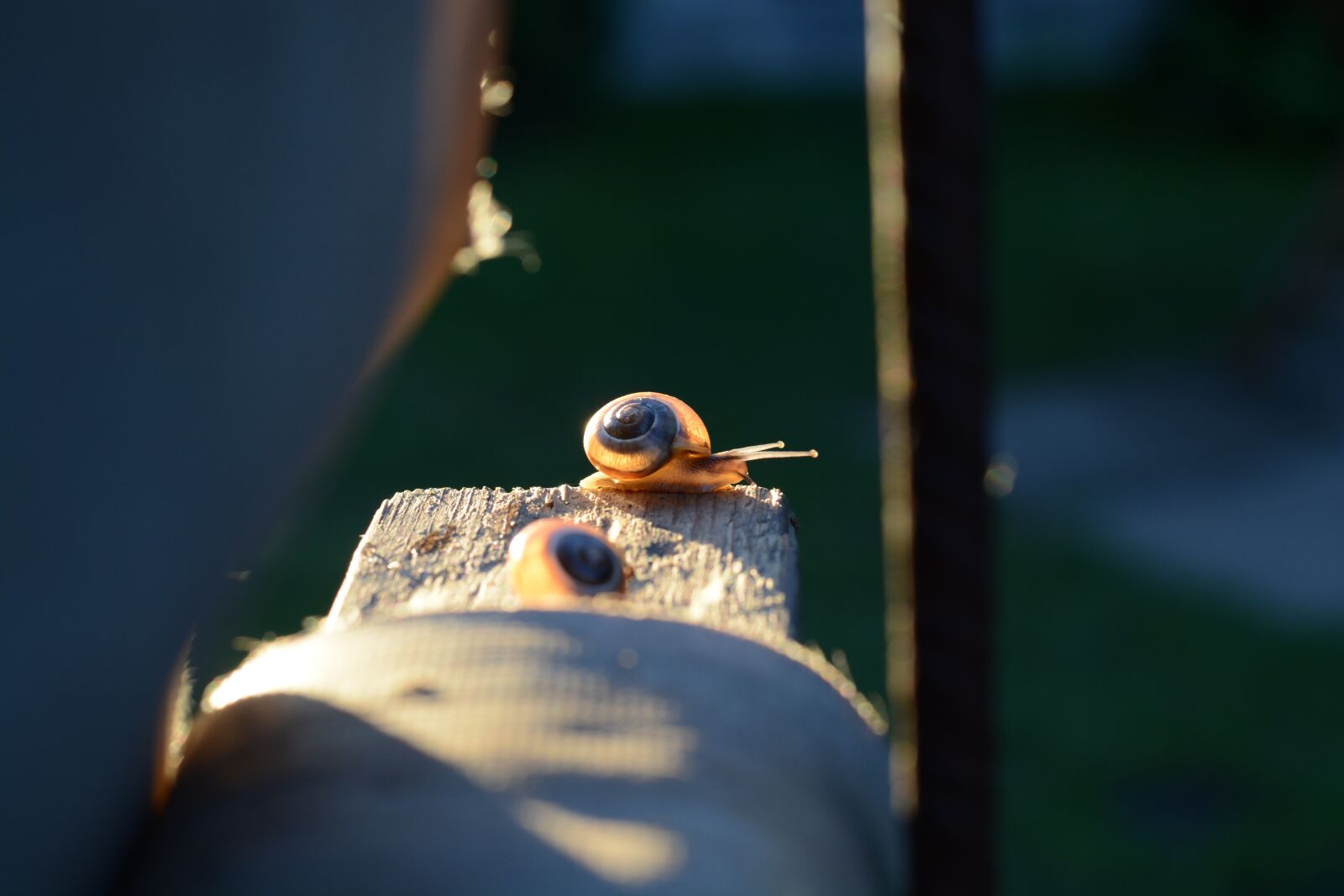 Nikon D7100 sample photo. Conch, worm, nature photography