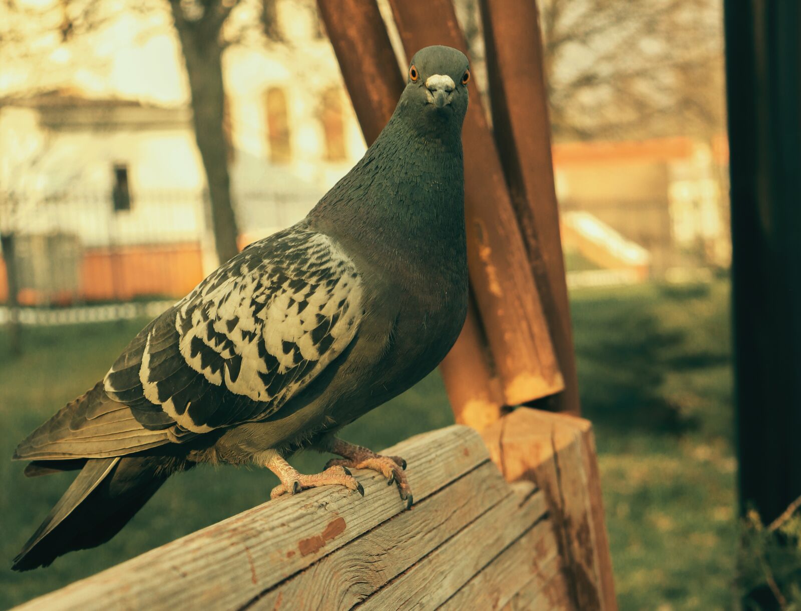 Canon EOS 200D (EOS Rebel SL2 / EOS Kiss X9) sample photo. The pigeon is sitting photography