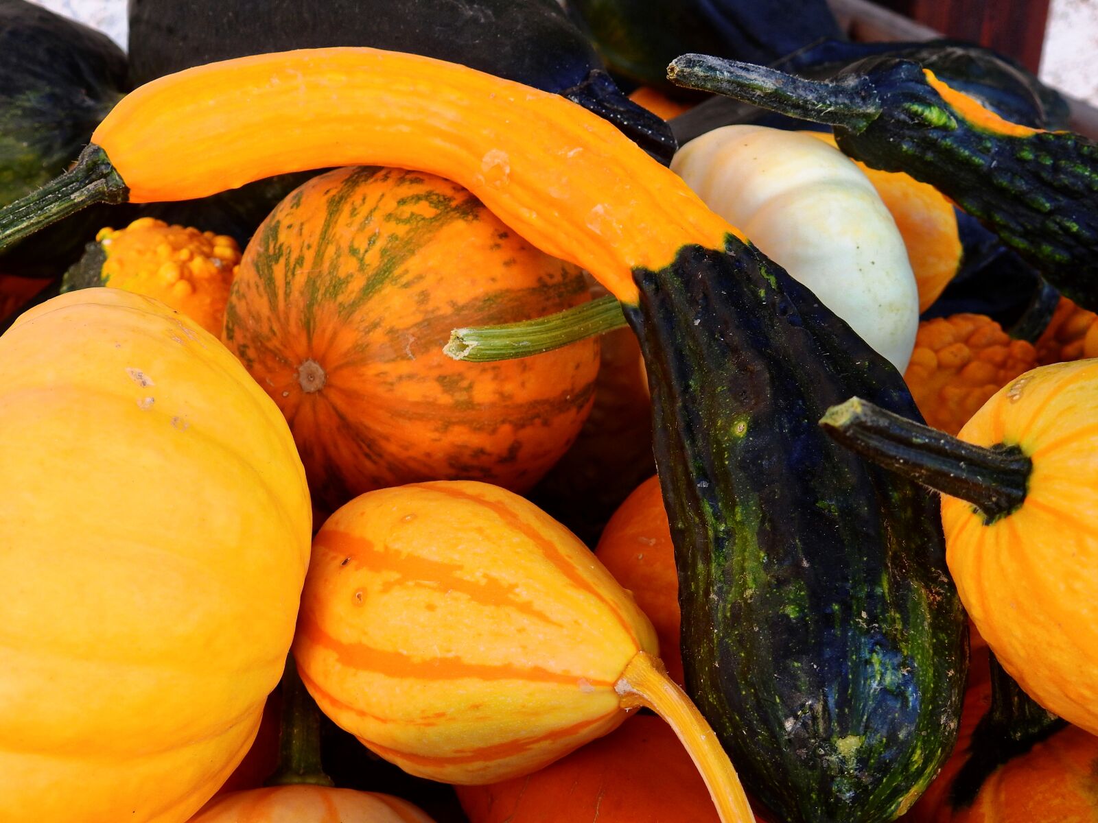 Nikon Coolpix P900 sample photo. Pumpkin, gourd, autumn photography