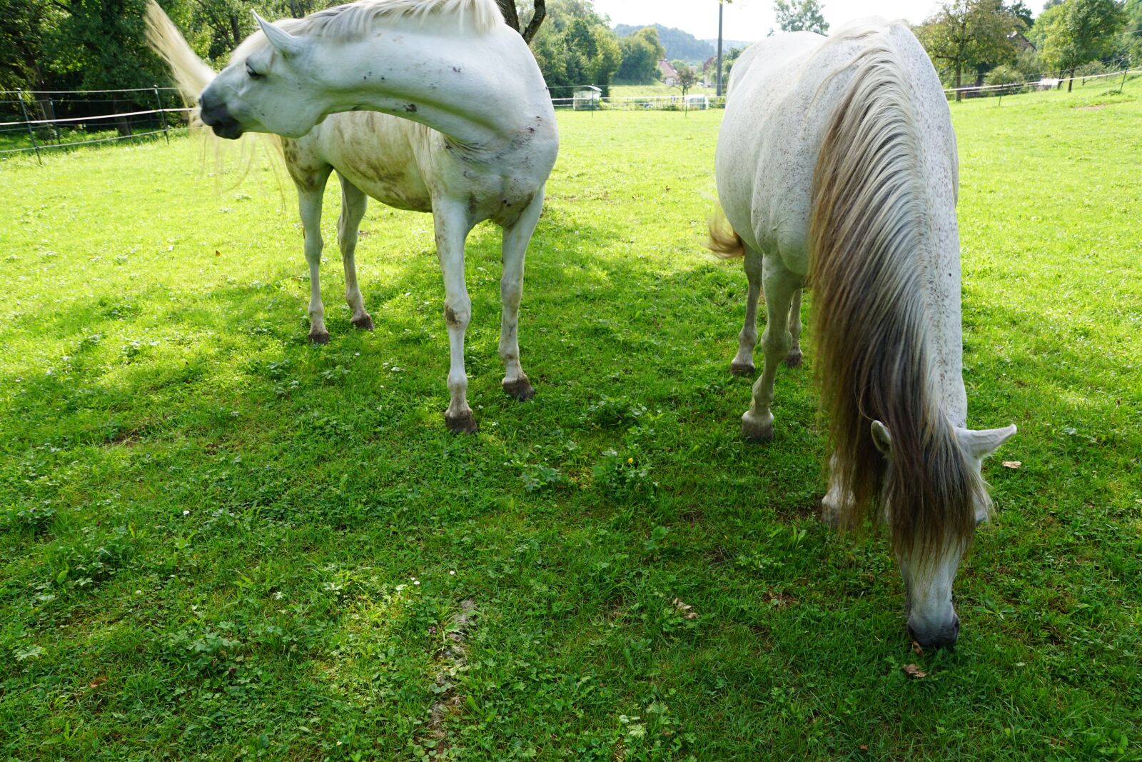 Sony ILCA-77M2 + Sony DT 16-50mm F2.8 SSM sample photo. Horses, mold, eye photography