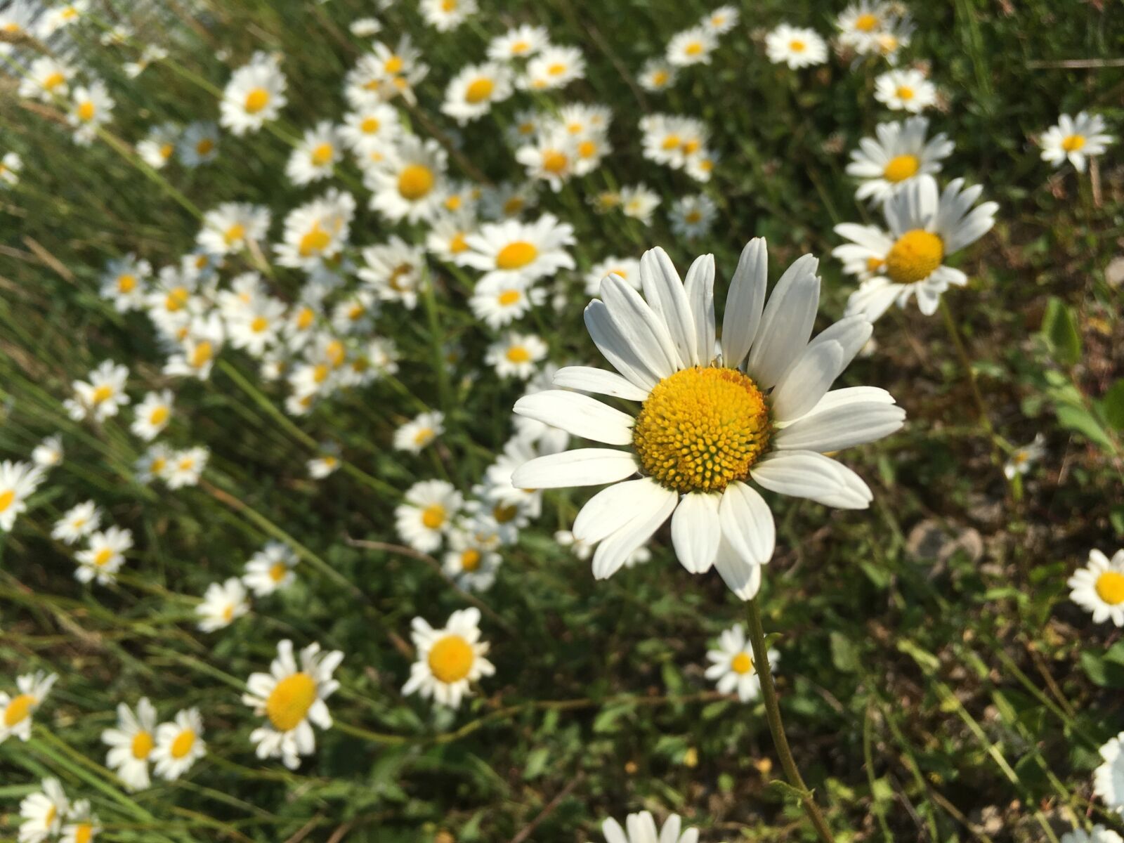 Hipstamatic 344 + iPhone SE back camera 4.15mm f/2.2 sample photo. Daisies, flowers, white photography