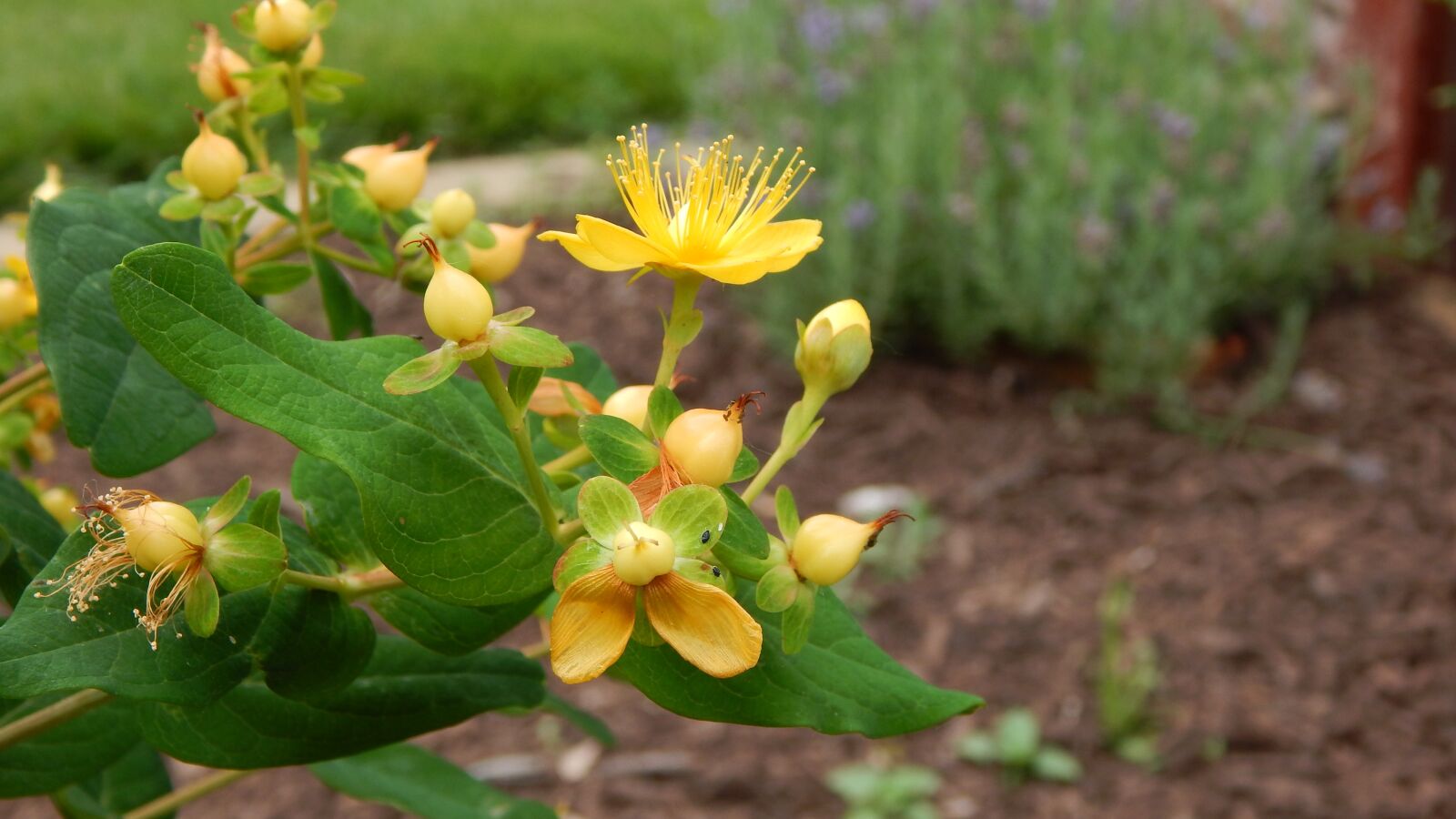 Nikon Coolpix L830 sample photo. Flowers, nature, garden photography