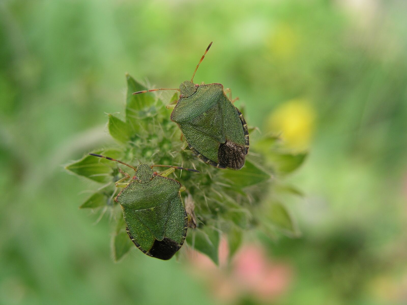 Olympus C5050Z sample photo. Insect, shield bug, bug photography