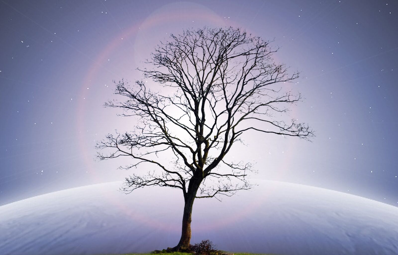 Nikon D5100 sample photo. Tree, moon, light photography