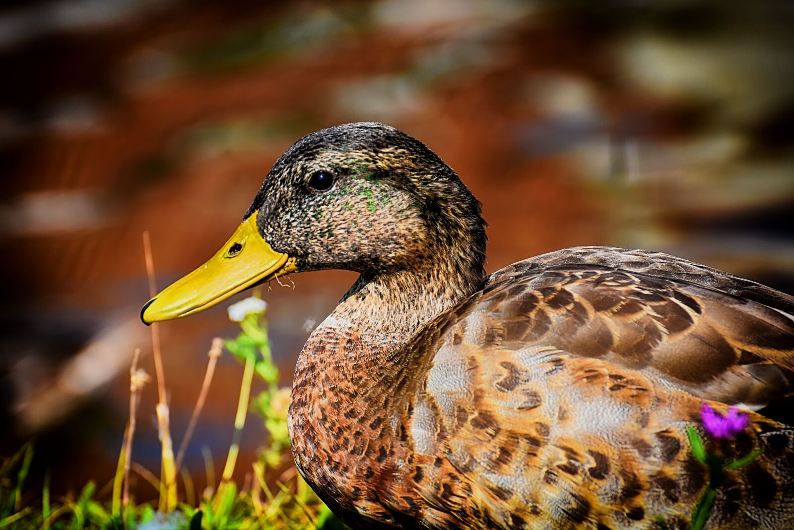 Nikon D7200 sample photo. Mallard, duck, bird photography