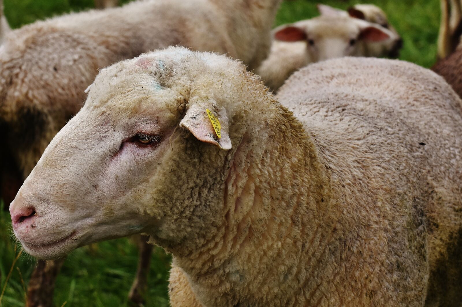 Nikon D7200 sample photo. Sheep, animal, meadow photography