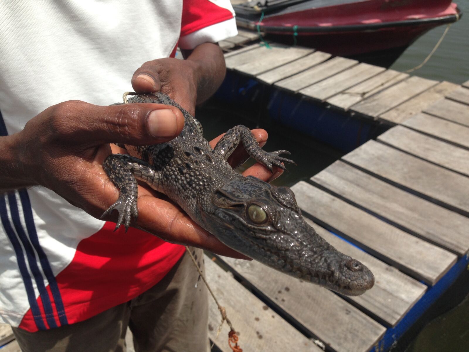 iPhone 5 back camera 4.12mm f/2.4 sample photo. Crocodile baby in hands photography