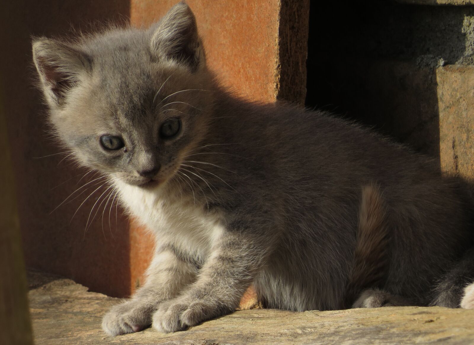 Canon PowerShot SX50 HS sample photo. Image, animal, feline photography