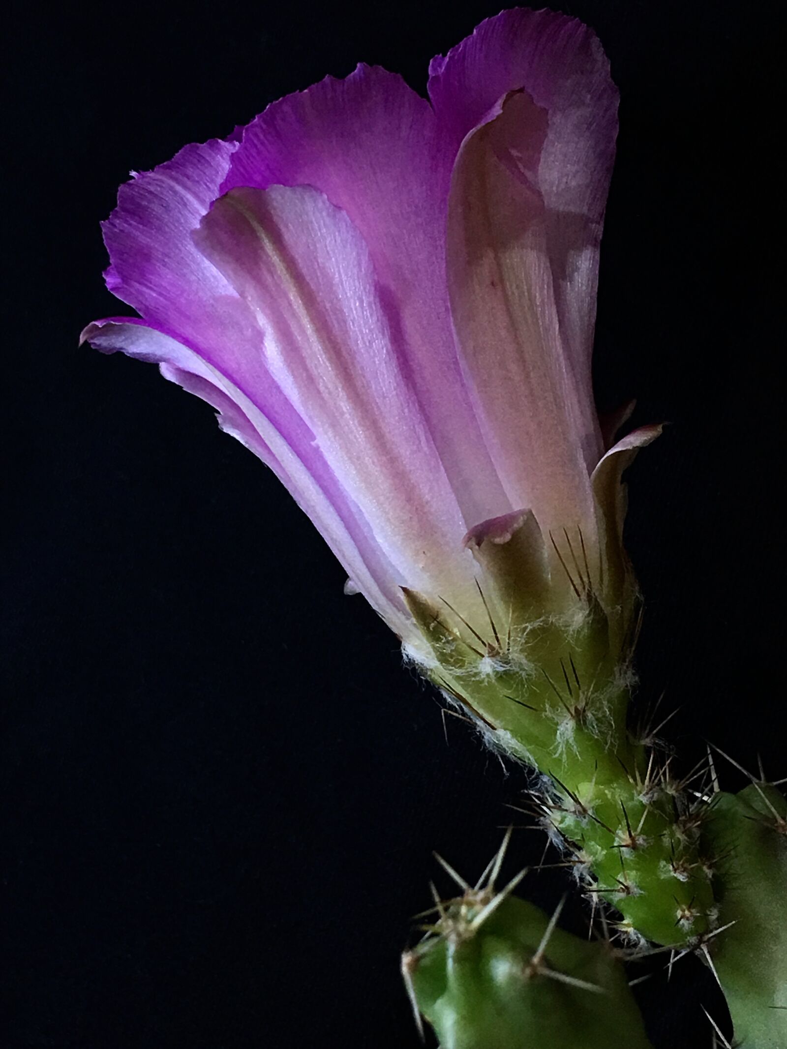 iPhone 6s Plus back camera 4.15mm f/2.2 sample photo. Cactus, pink flower, thorns photography