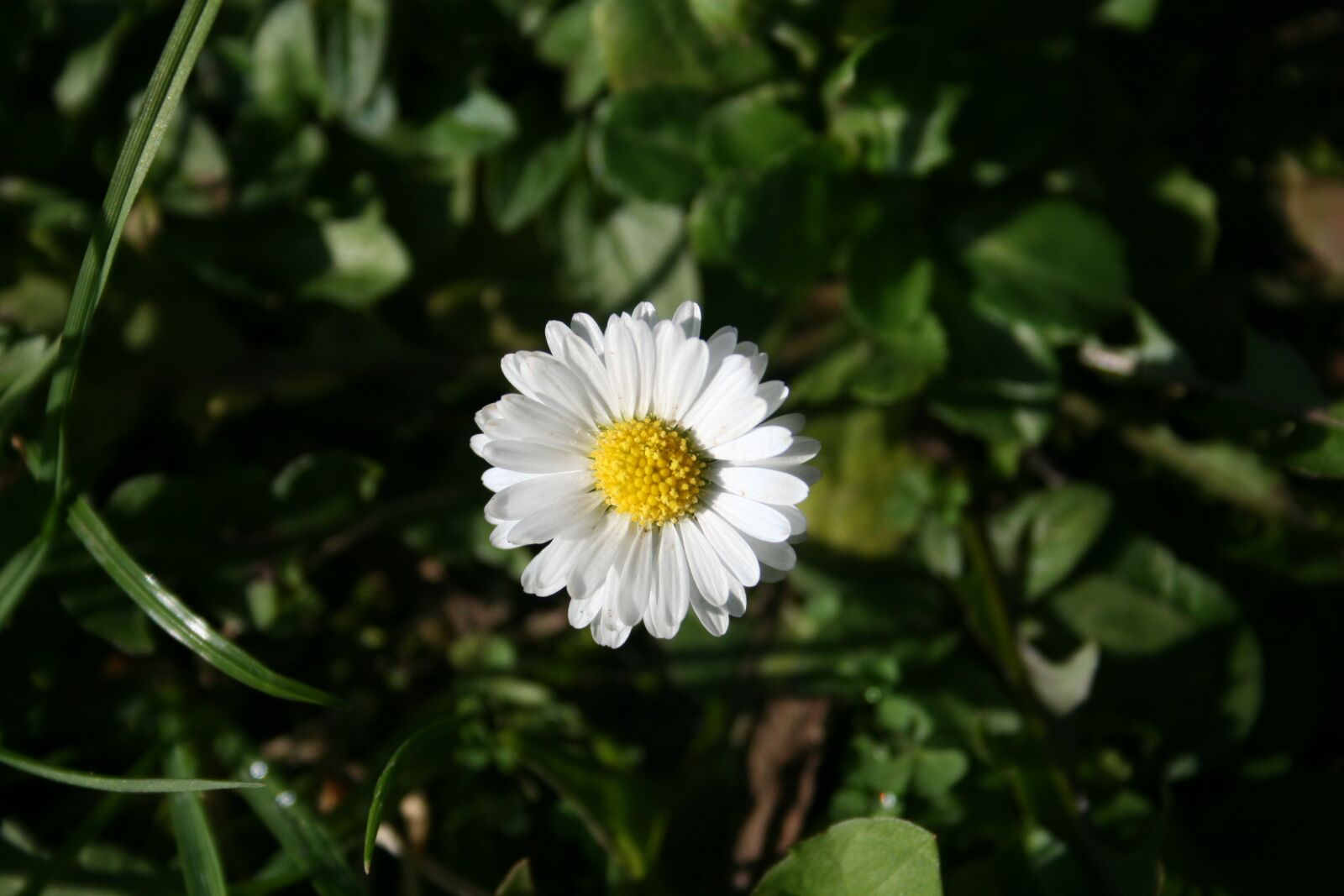 Canon EOS 400D (EOS Digital Rebel XTi / EOS Kiss Digital X) sample photo. Daisy, flower, white photography