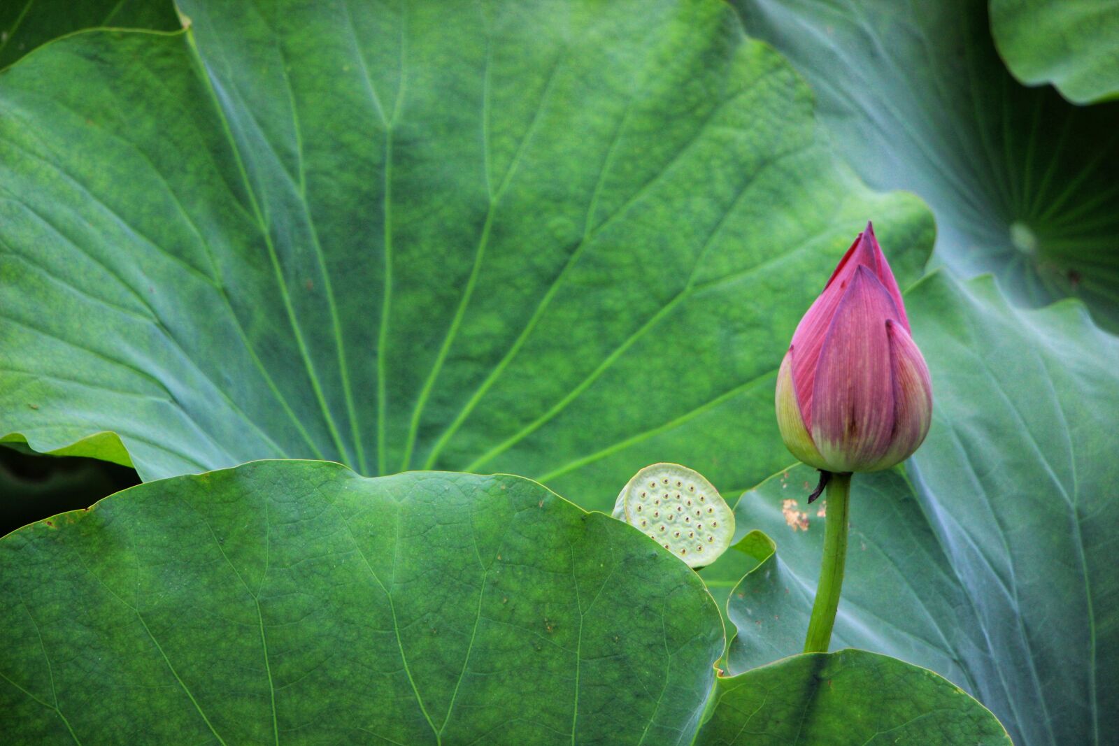 Canon EOS 600D (Rebel EOS T3i / EOS Kiss X5) + Canon EF-S 18-135mm F3.5-5.6 IS STM sample photo. Flower, lotus, water lily photography