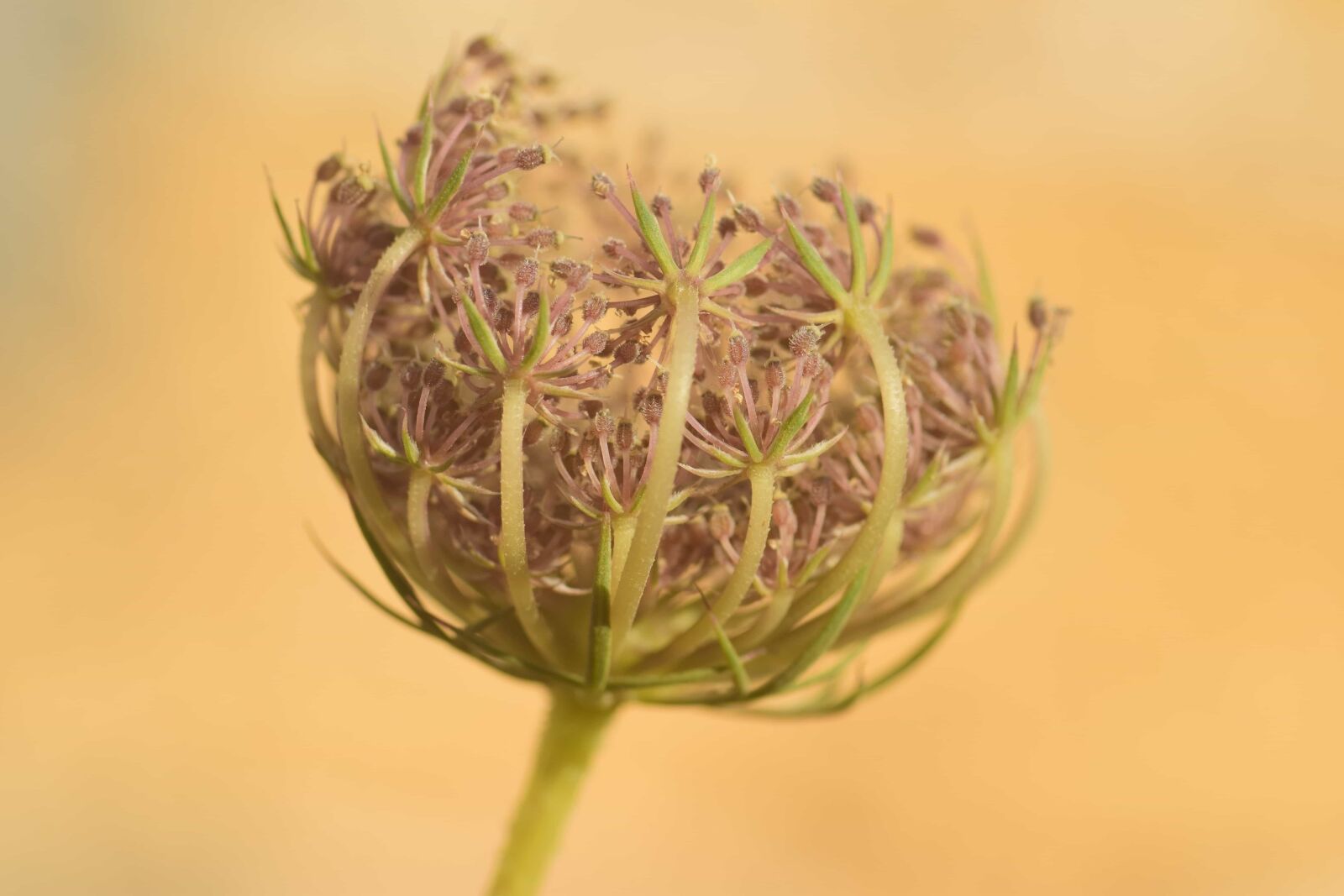 Nikon D3300 sample photo. Nature, flower, vegetable, plant photography
