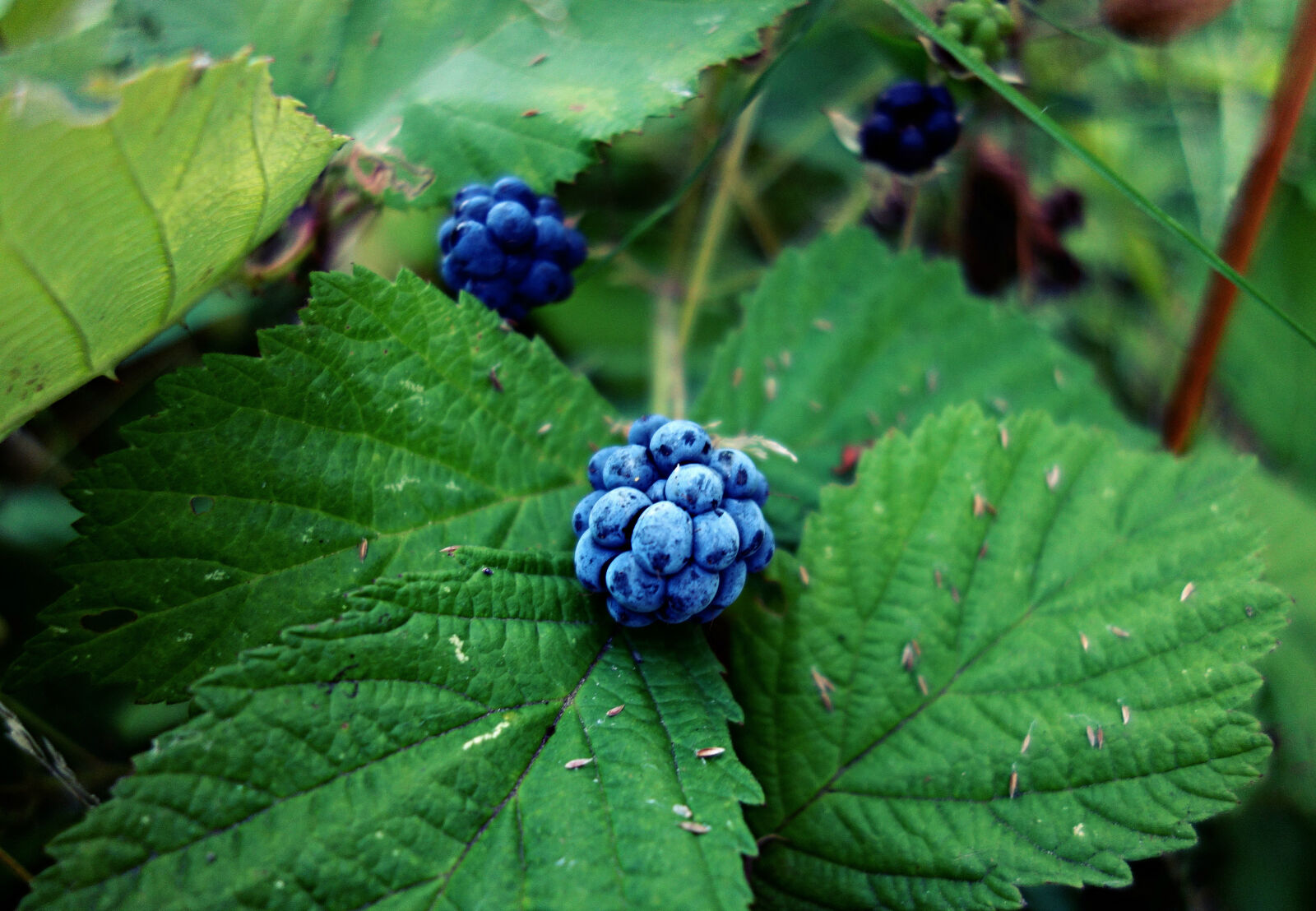 Sony Cyber-shot DSC-RX100 sample photo. Berry, blackberry, food, fresh photography
