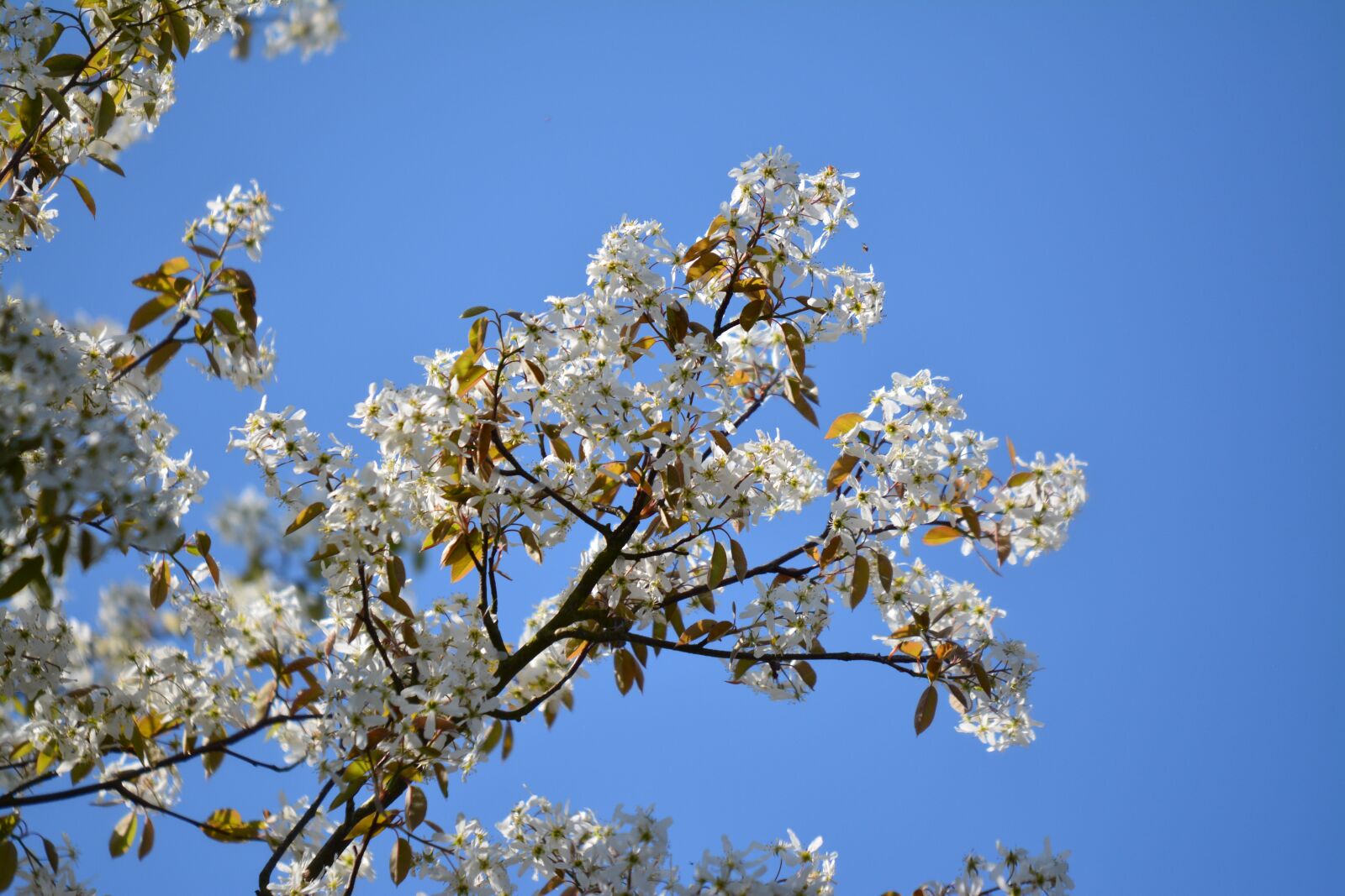 Nikon D7100 sample photo. Nature, blossoms, spring photography