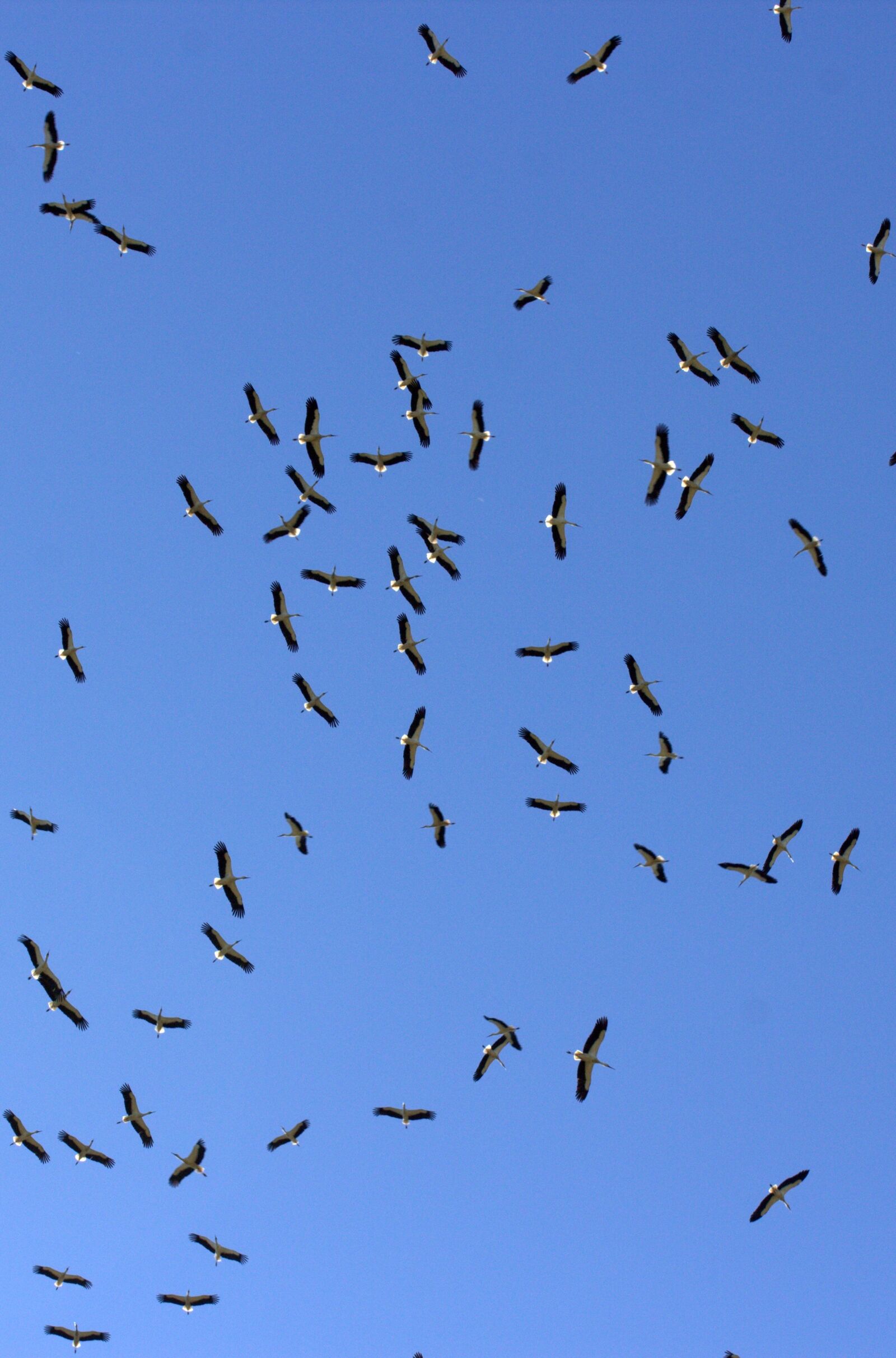 Canon EOS 700D (EOS Rebel T5i / EOS Kiss X7i) sample photo. Stork, stol, birds photography