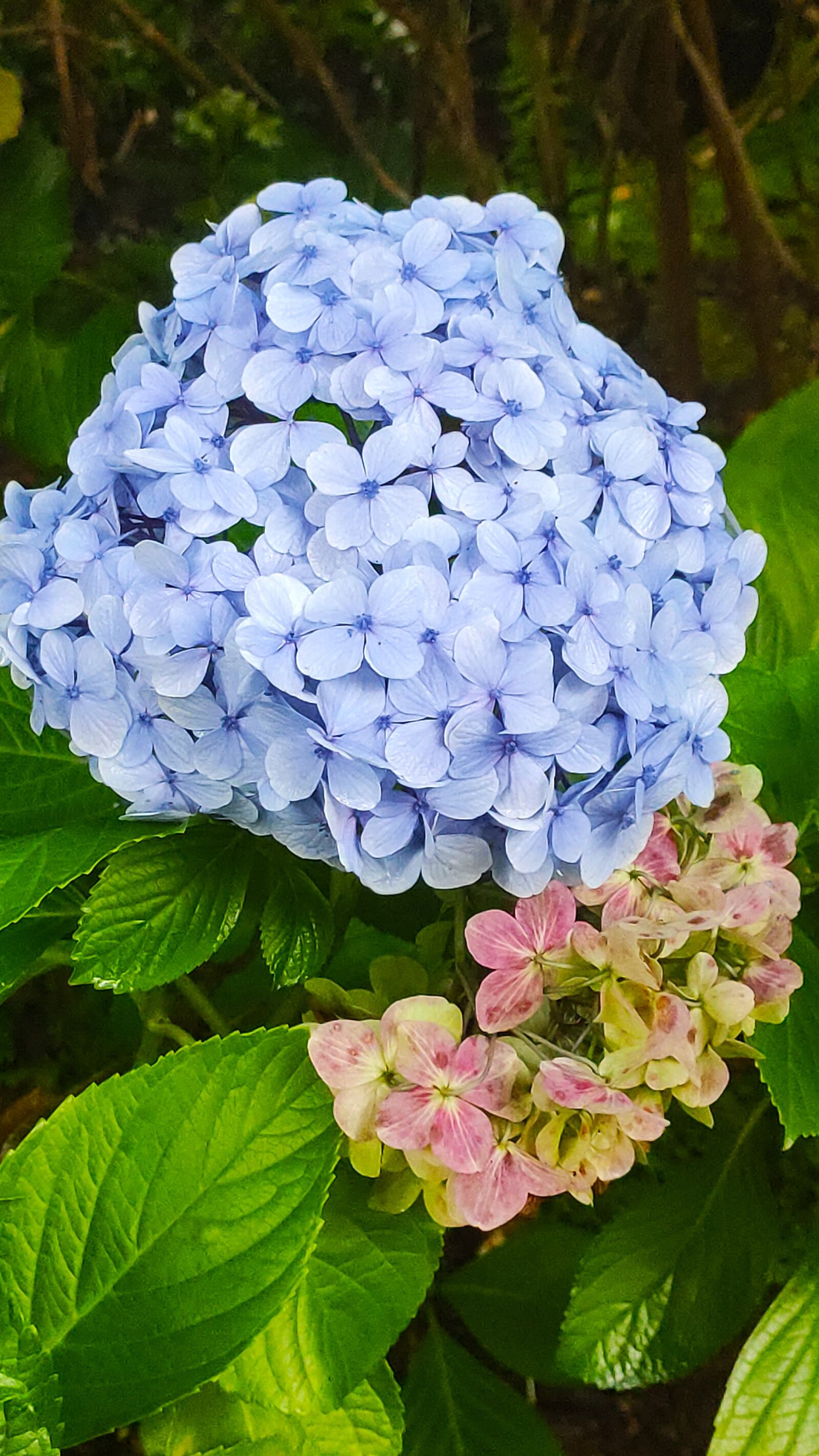 Xiaomi Mi 9T sample photo. Flower, nature, purple photography