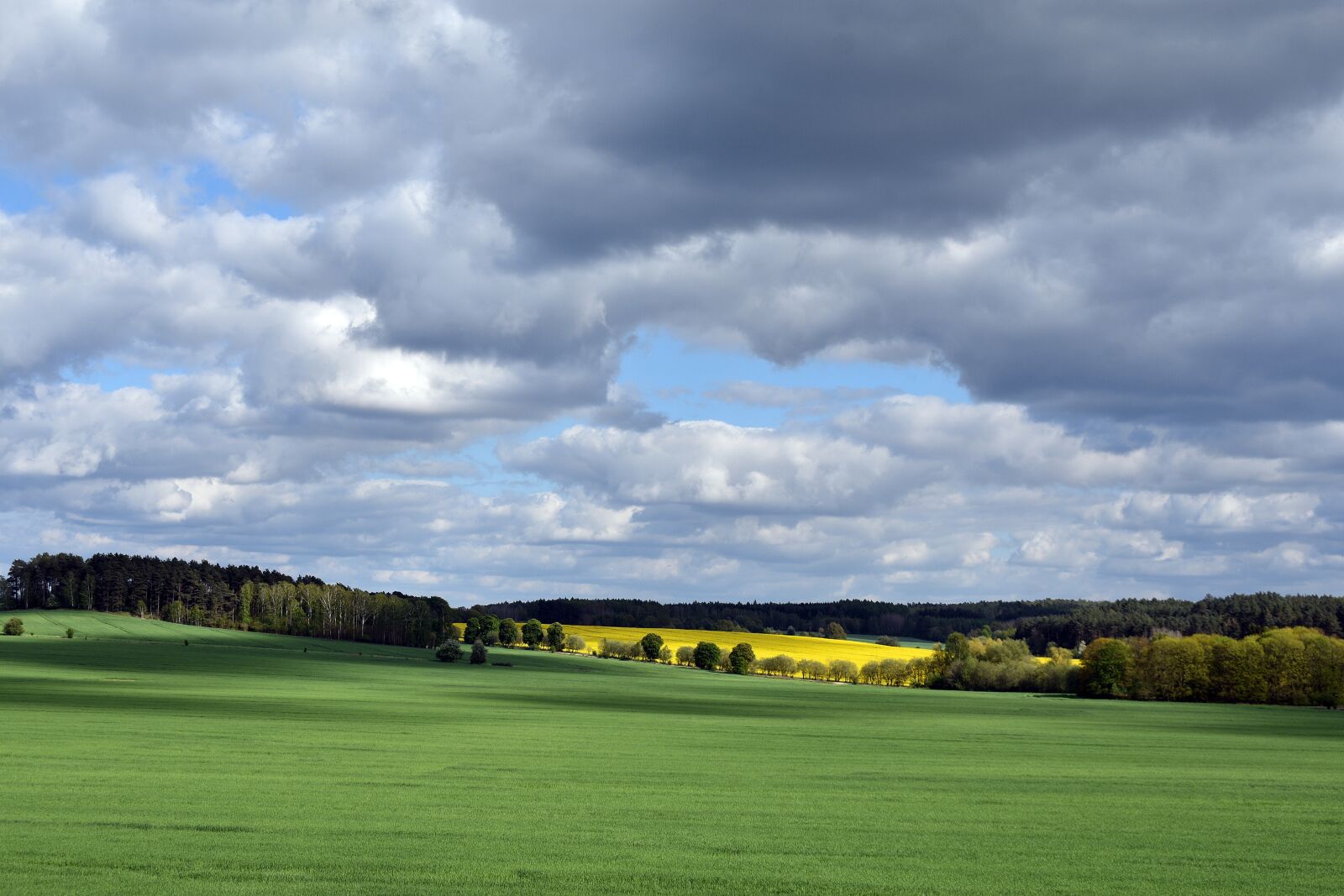 Nikon D3400 sample photo. Rapeseed, field, yellow photography