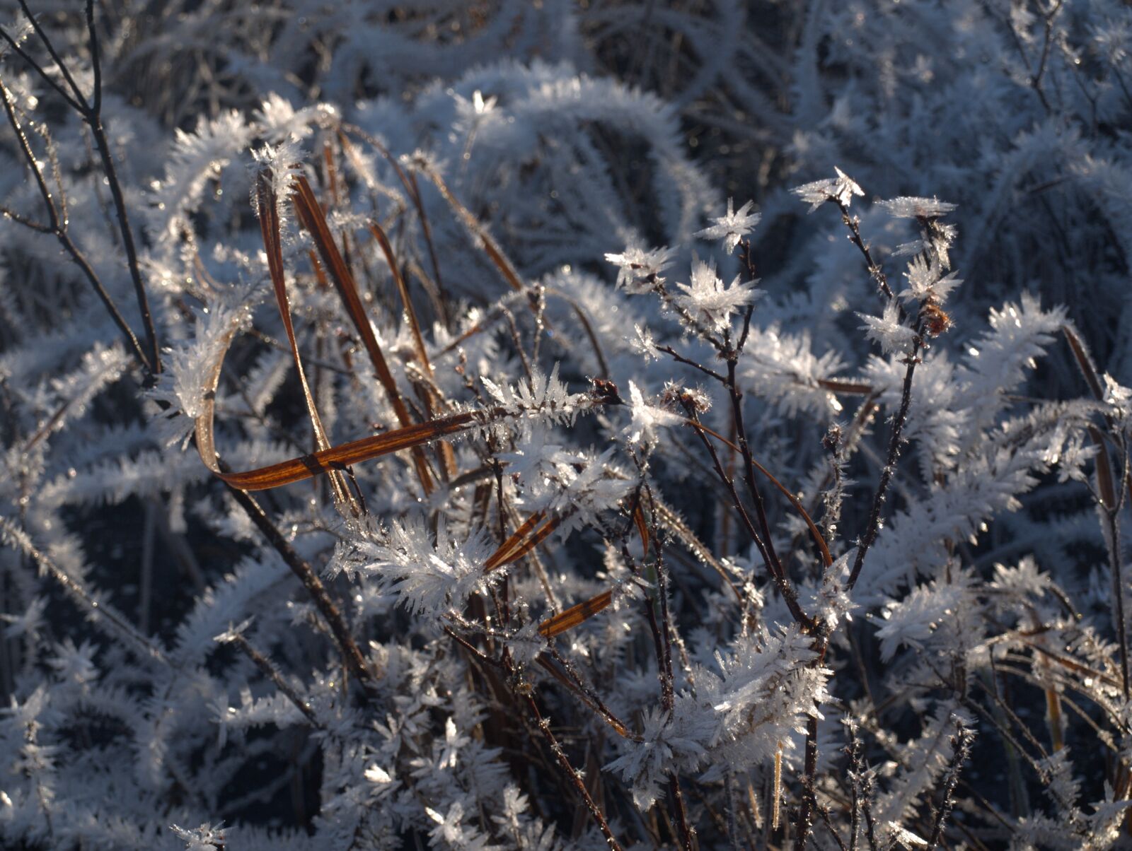 Olympus E-520 (EVOLT E-520) sample photo. Frozen, reeds, winter photography