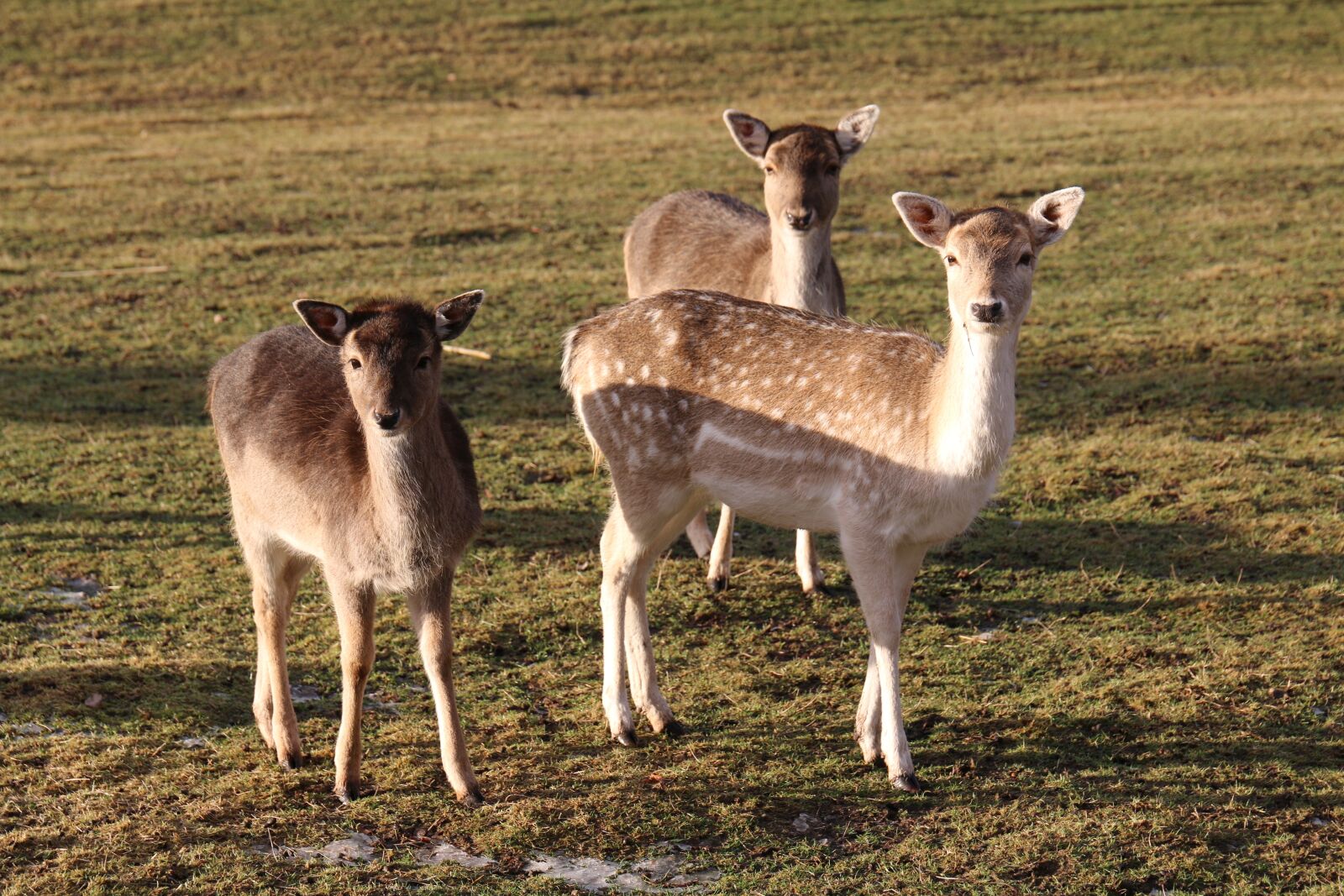 Canon EOS 70D sample photo. Damm wild, wild, animal photography
