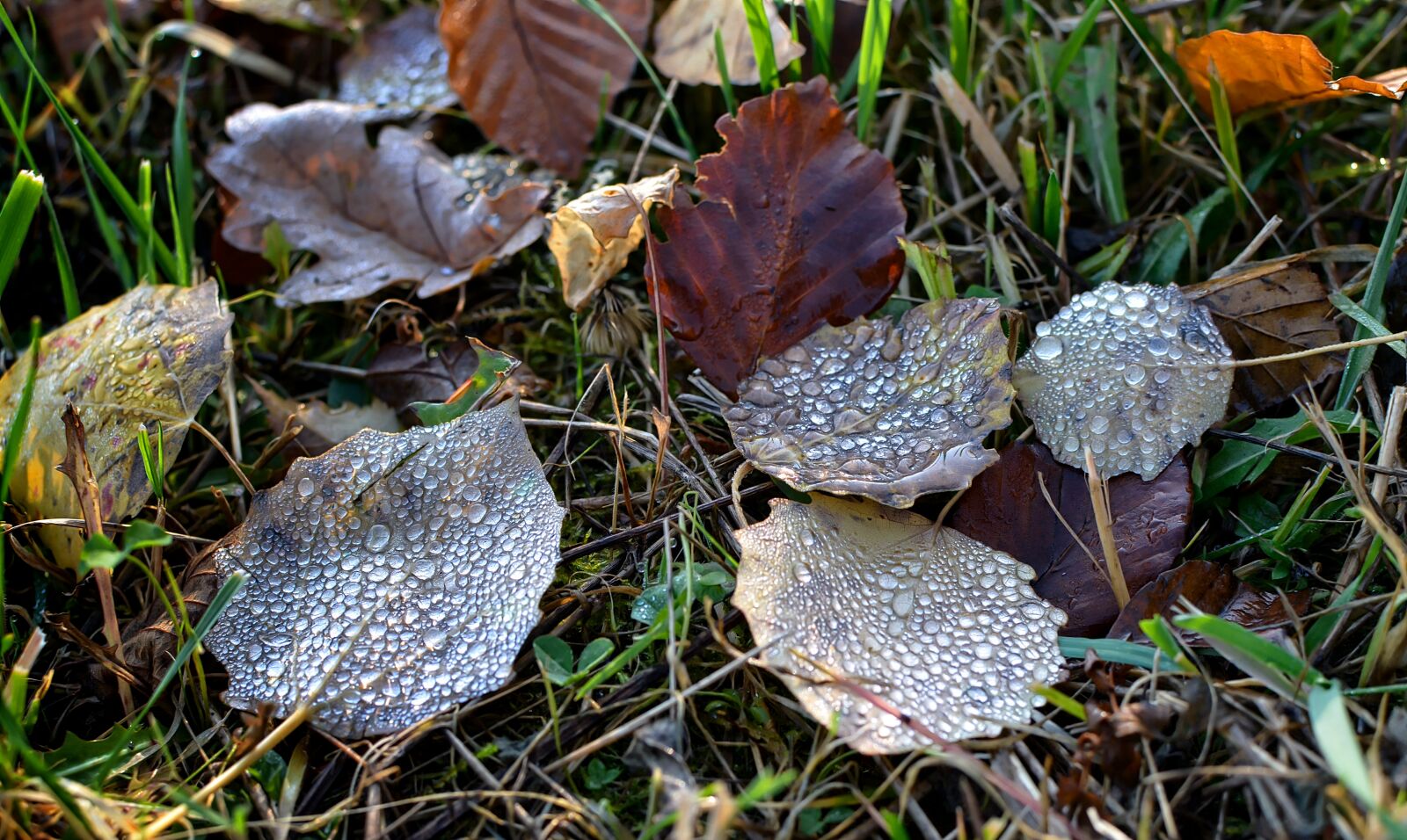 Nikon D7000 sample photo. Foliage, rosa, autumn photography